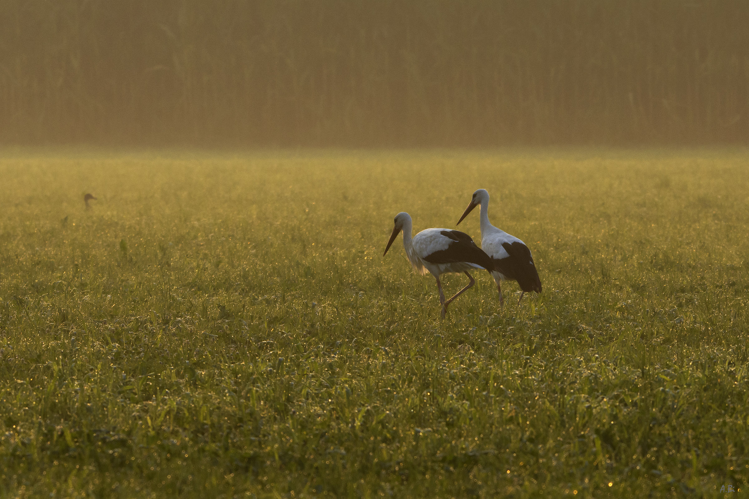 Nella prima luce dell'alba