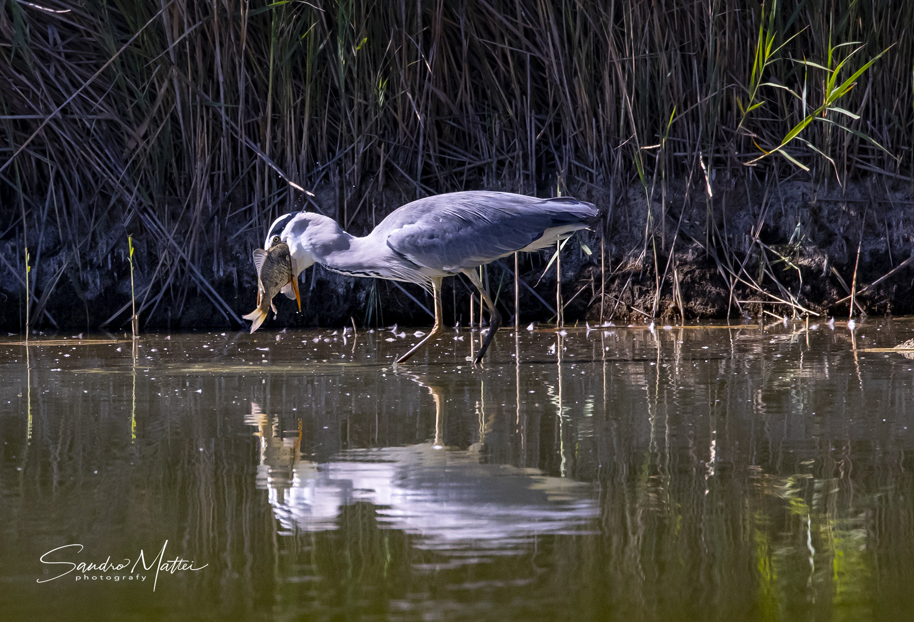 ...........gran bel colpo......
