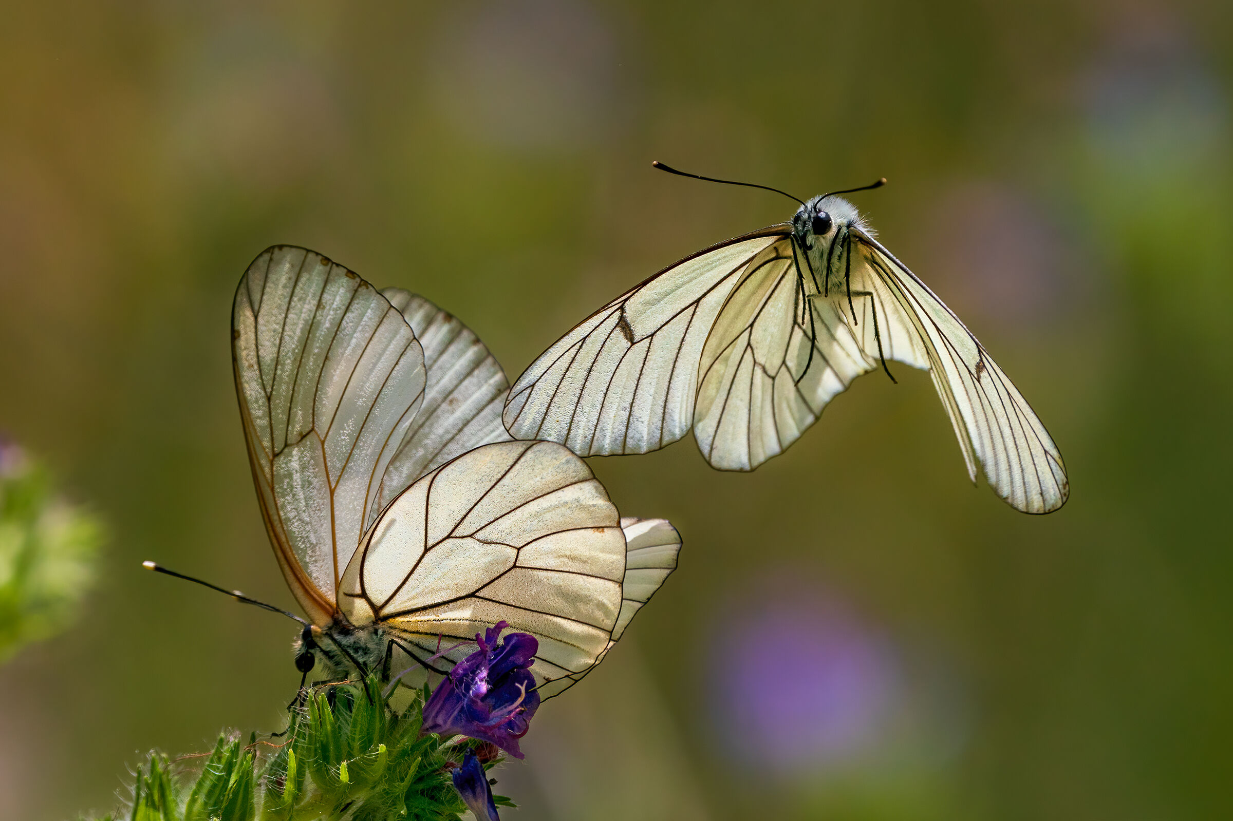 Aporia crataegi - Corteggiamento