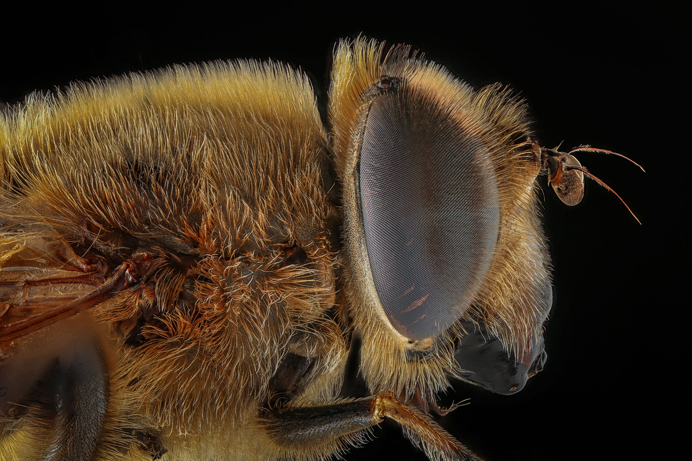 Eristalis tenax