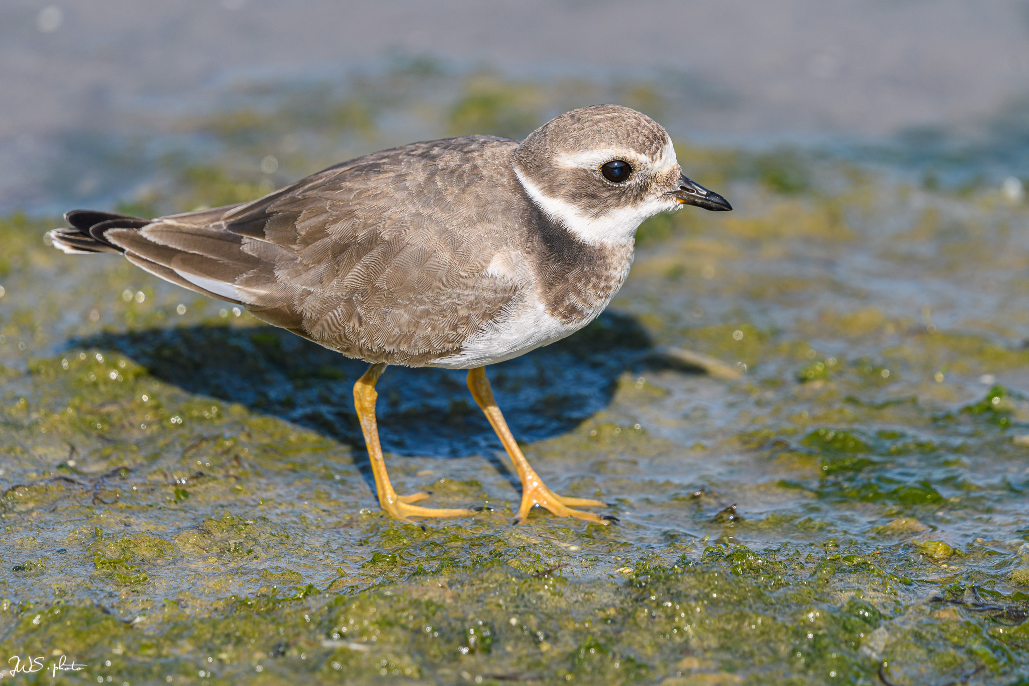 Common Ringed Plover