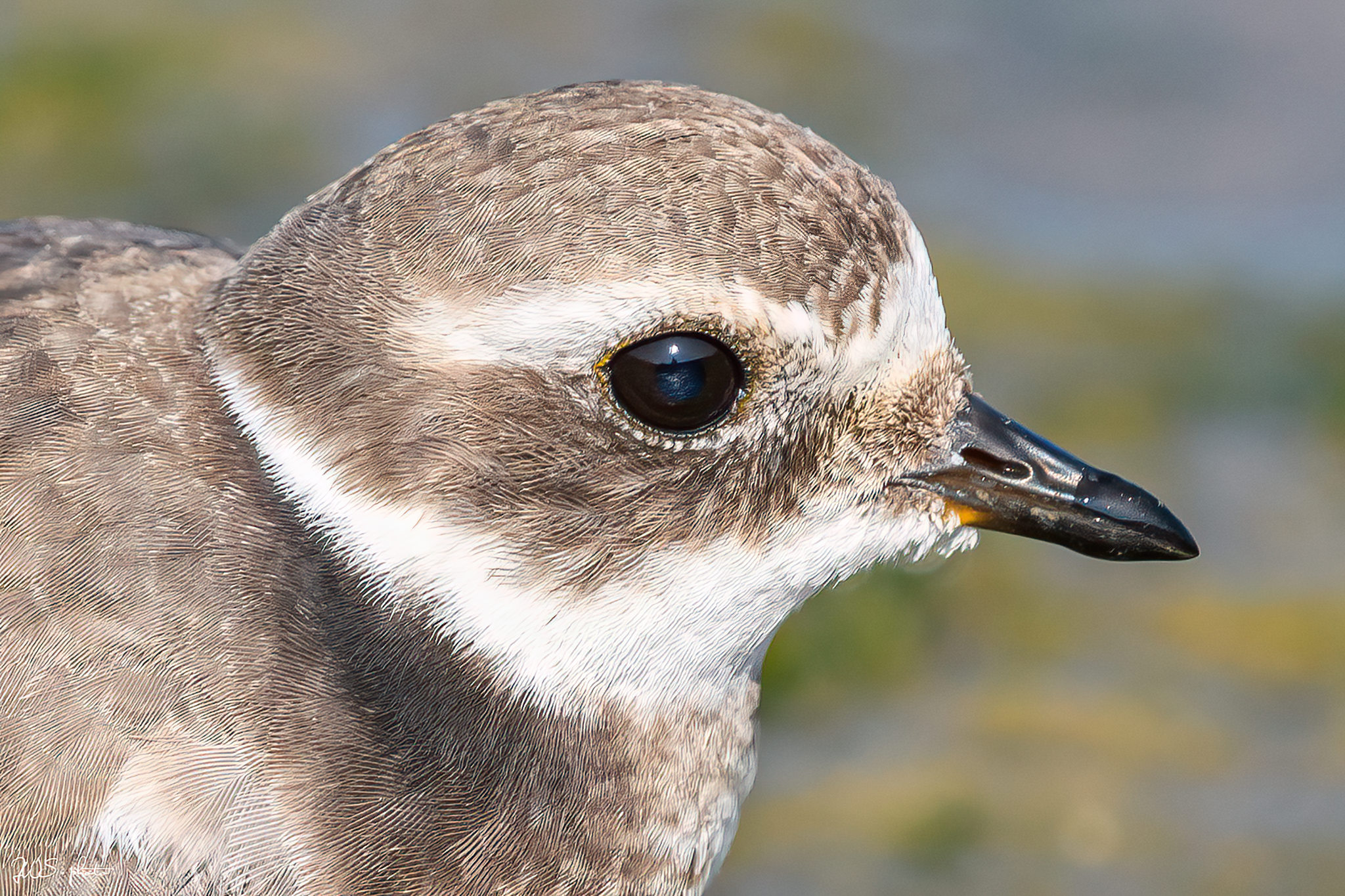 Common Ringed Plover