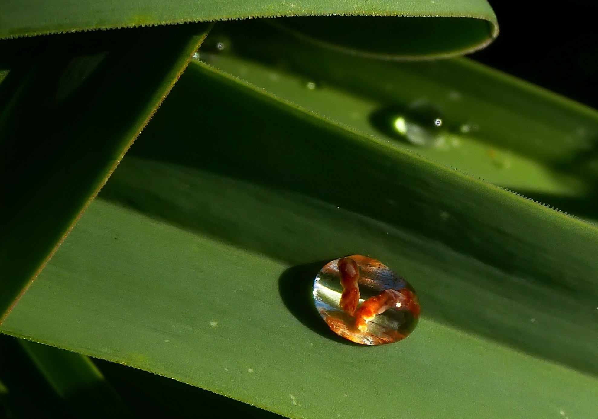 Dentro la goccia .....