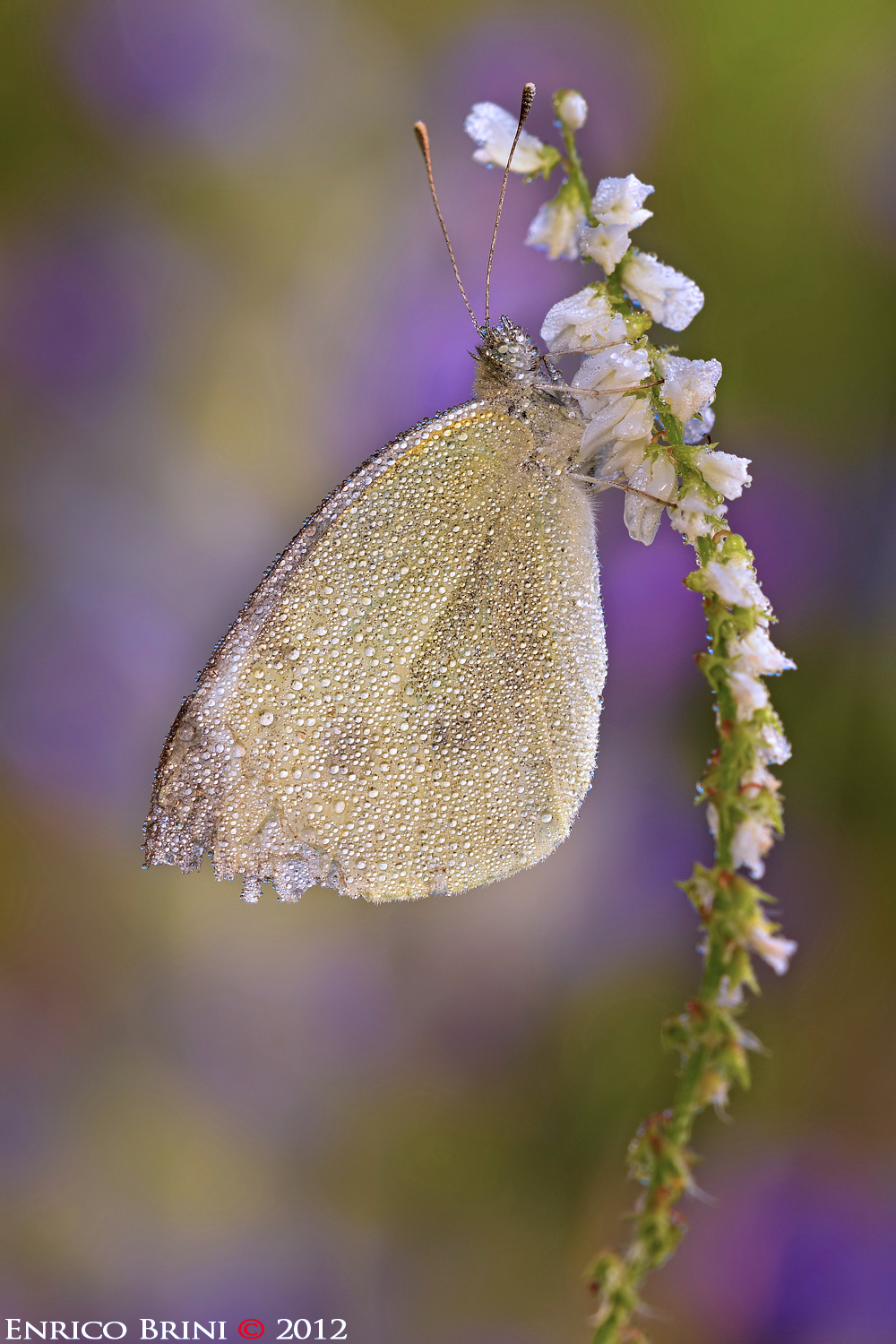 Pieris brassicae