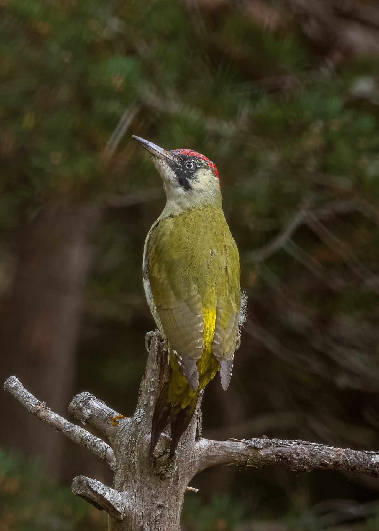 Green woodpecker