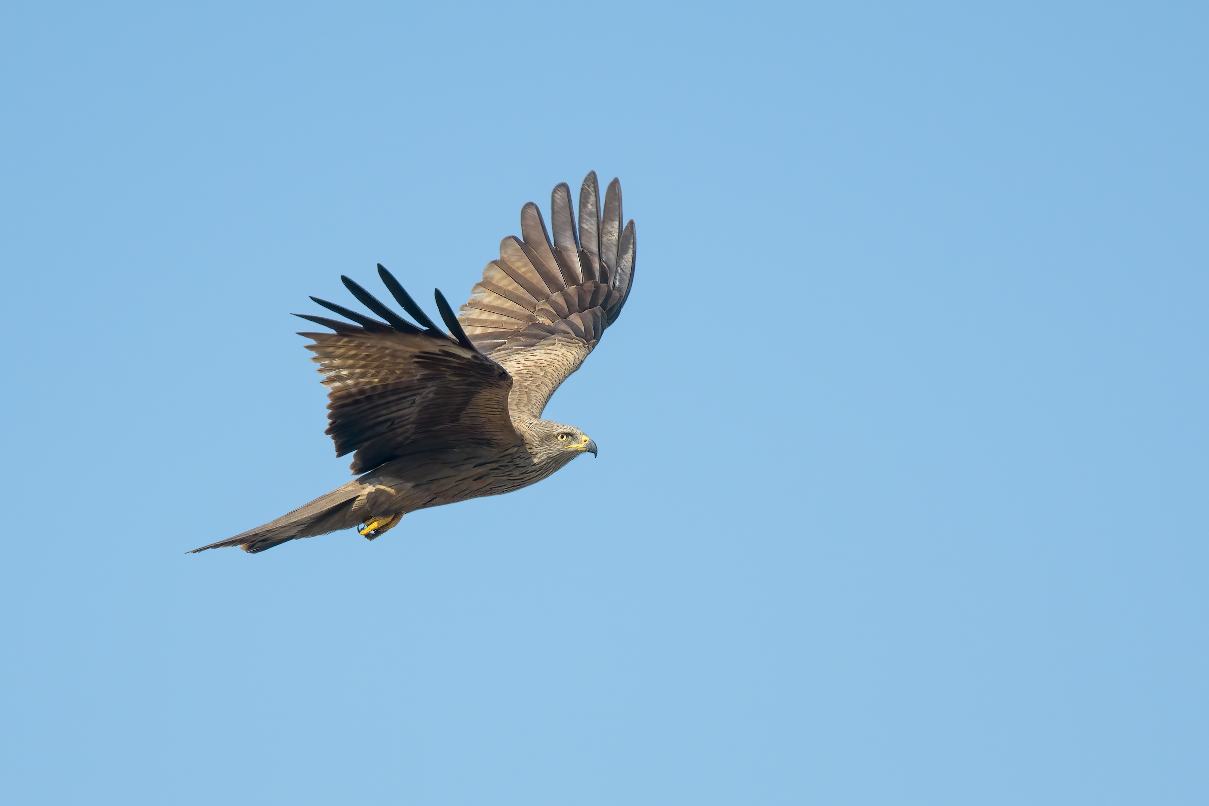 Nibbio bruno (Milvus migrans)