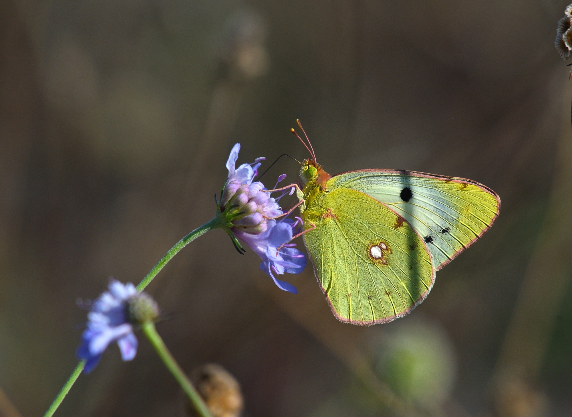 colias crocea var. Helice