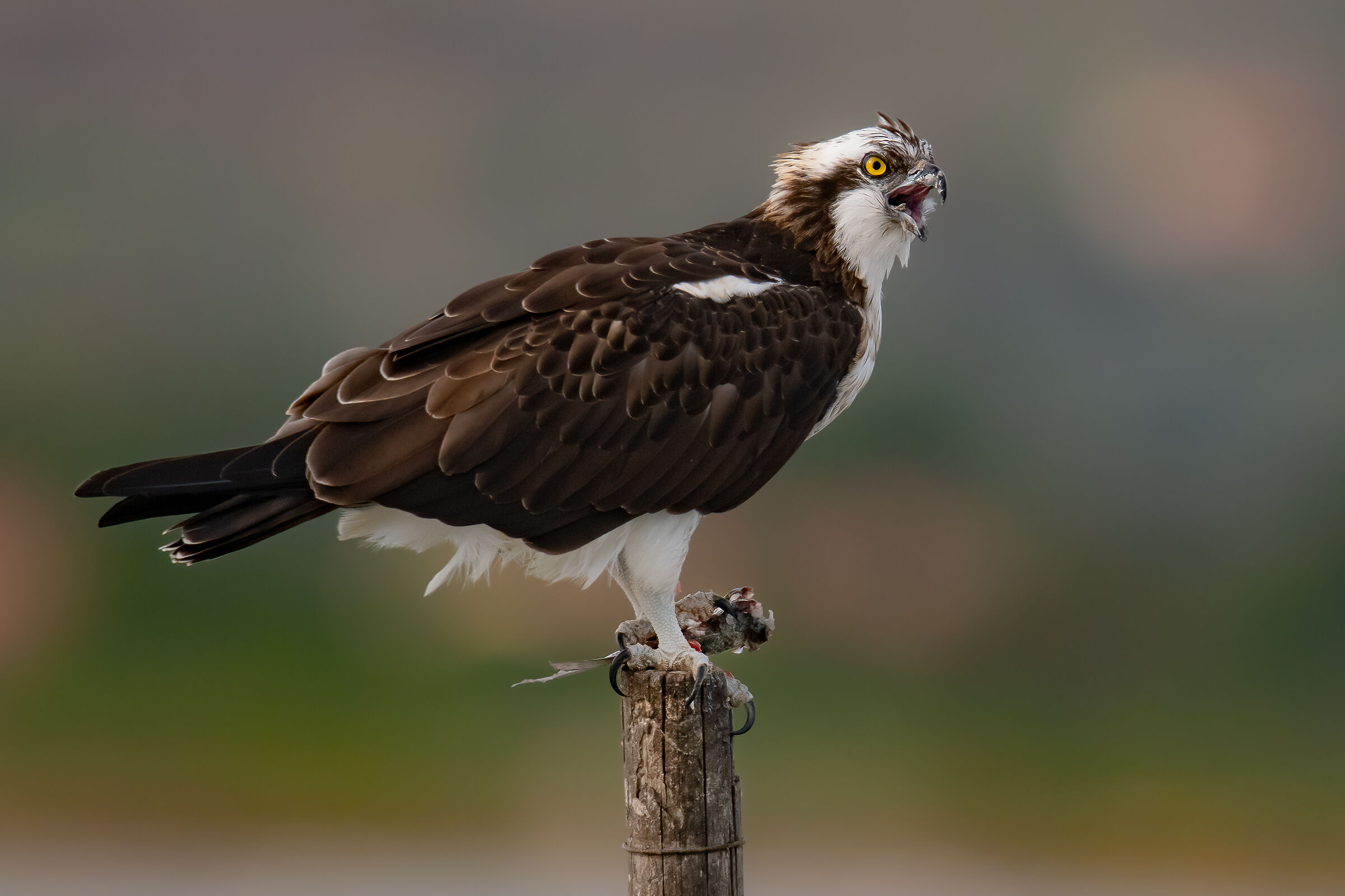 falco pescatore