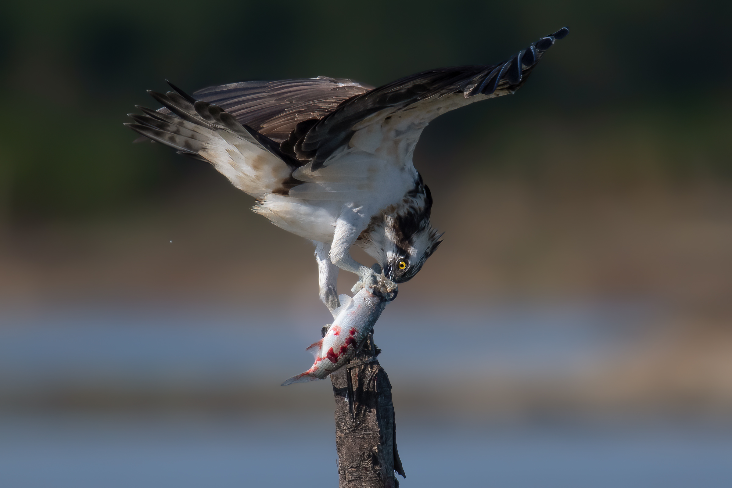falco pescatore