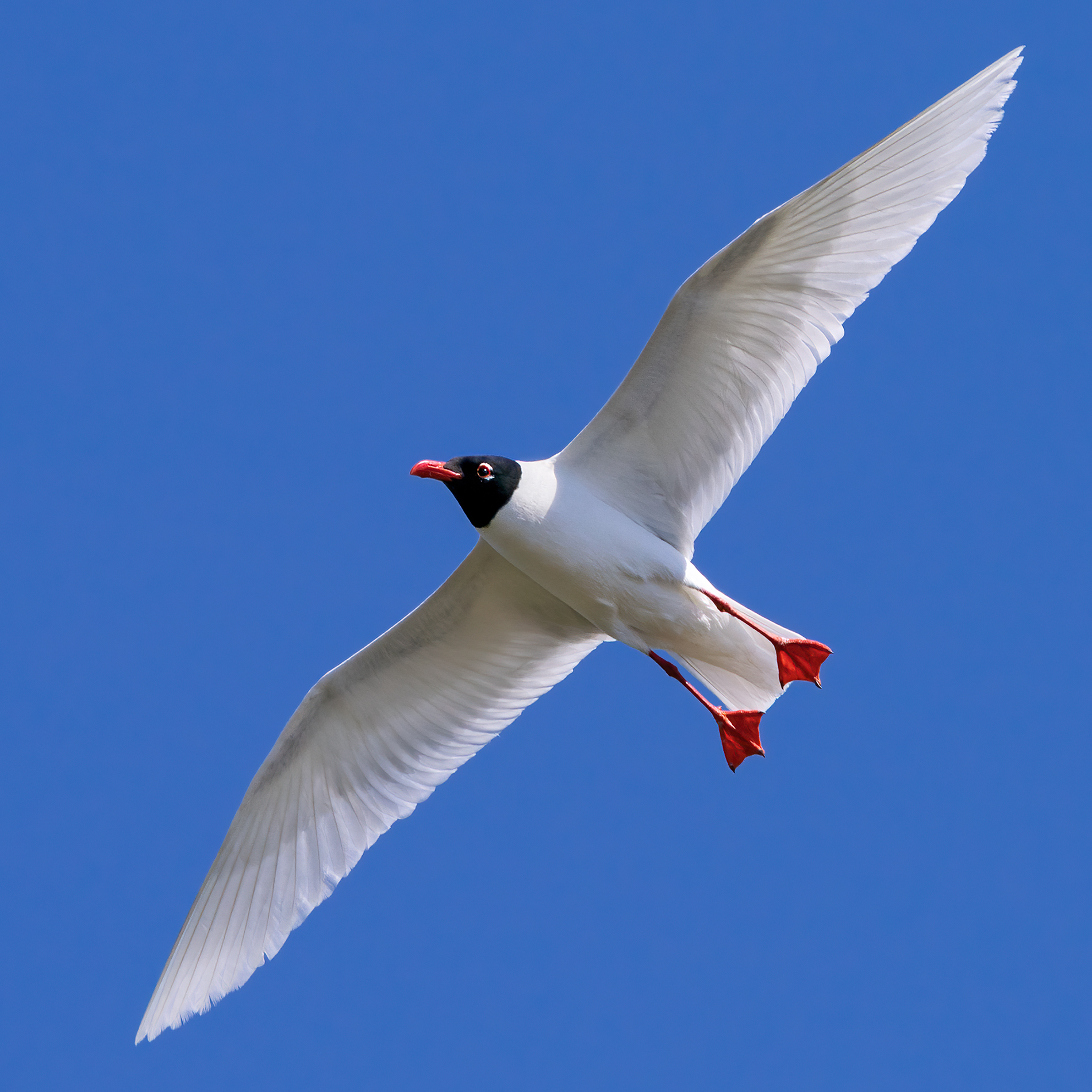 La prossima vita sarò un pinguino - Gabbiano corallin...