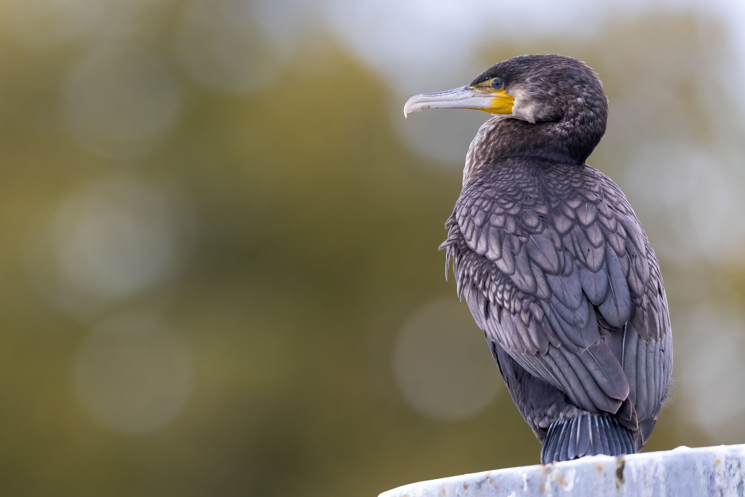 Cormorant posed 1 - Try R5