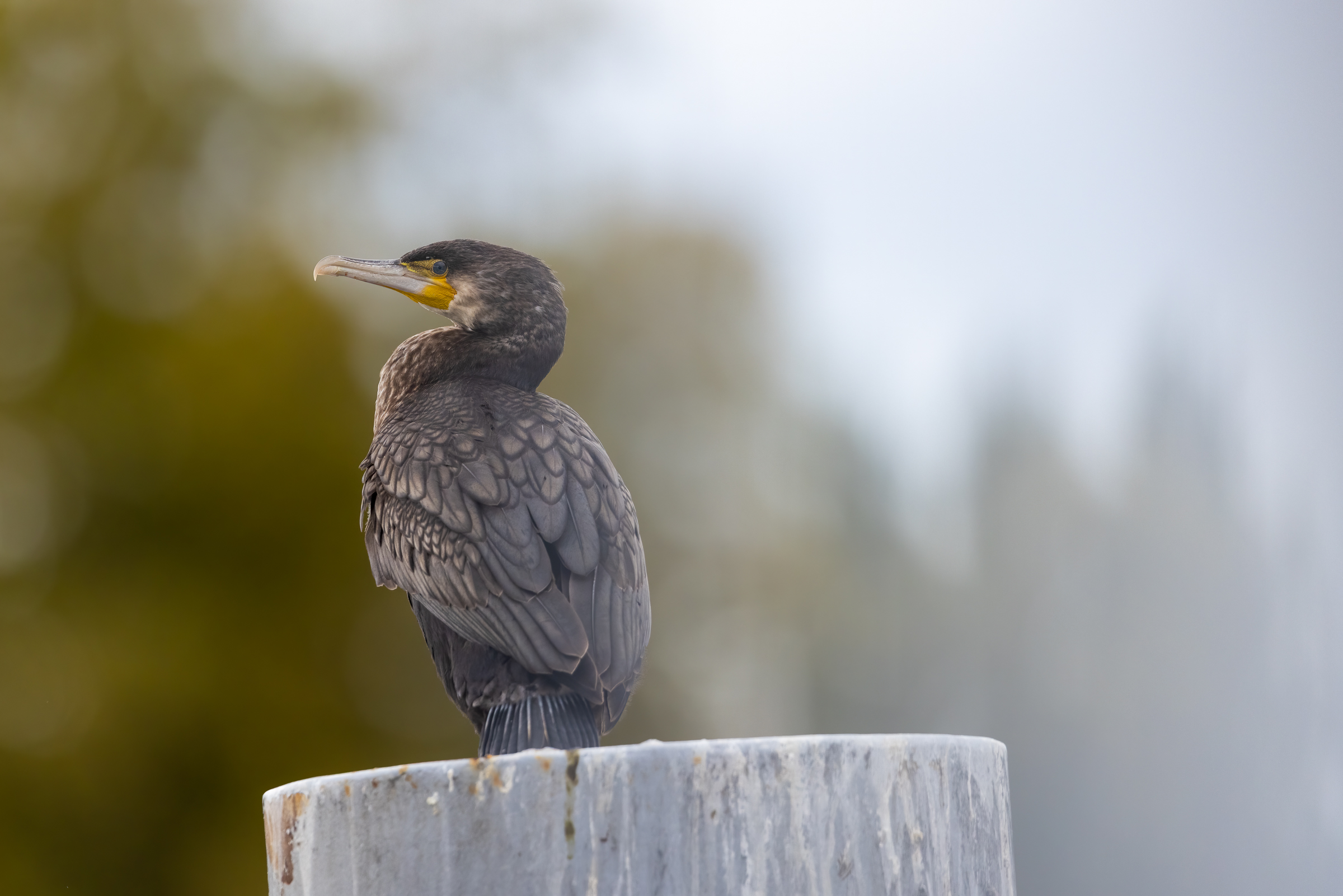 Cormorant posed 2 - Try R5