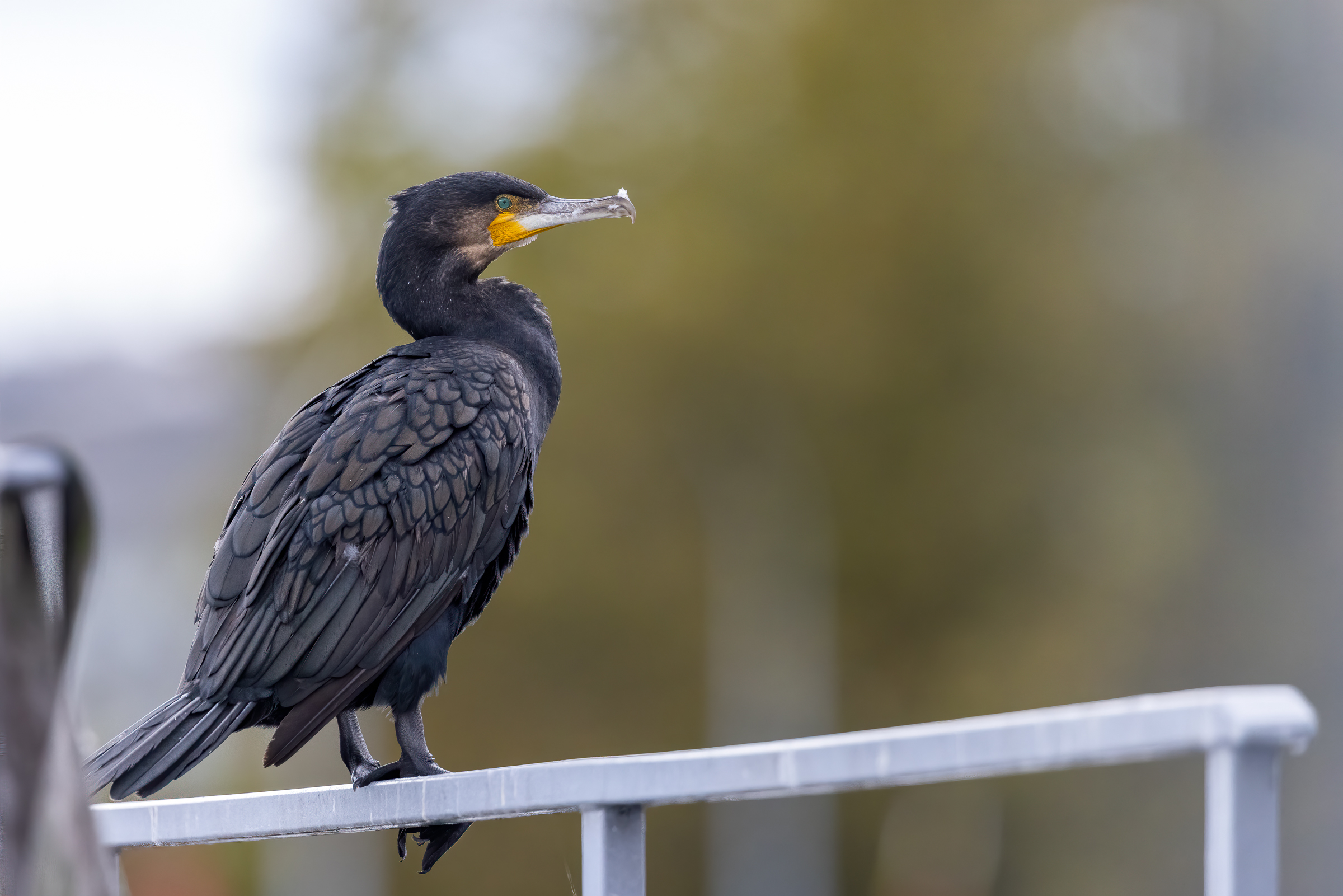 Cormorant posed 3 - Try R5