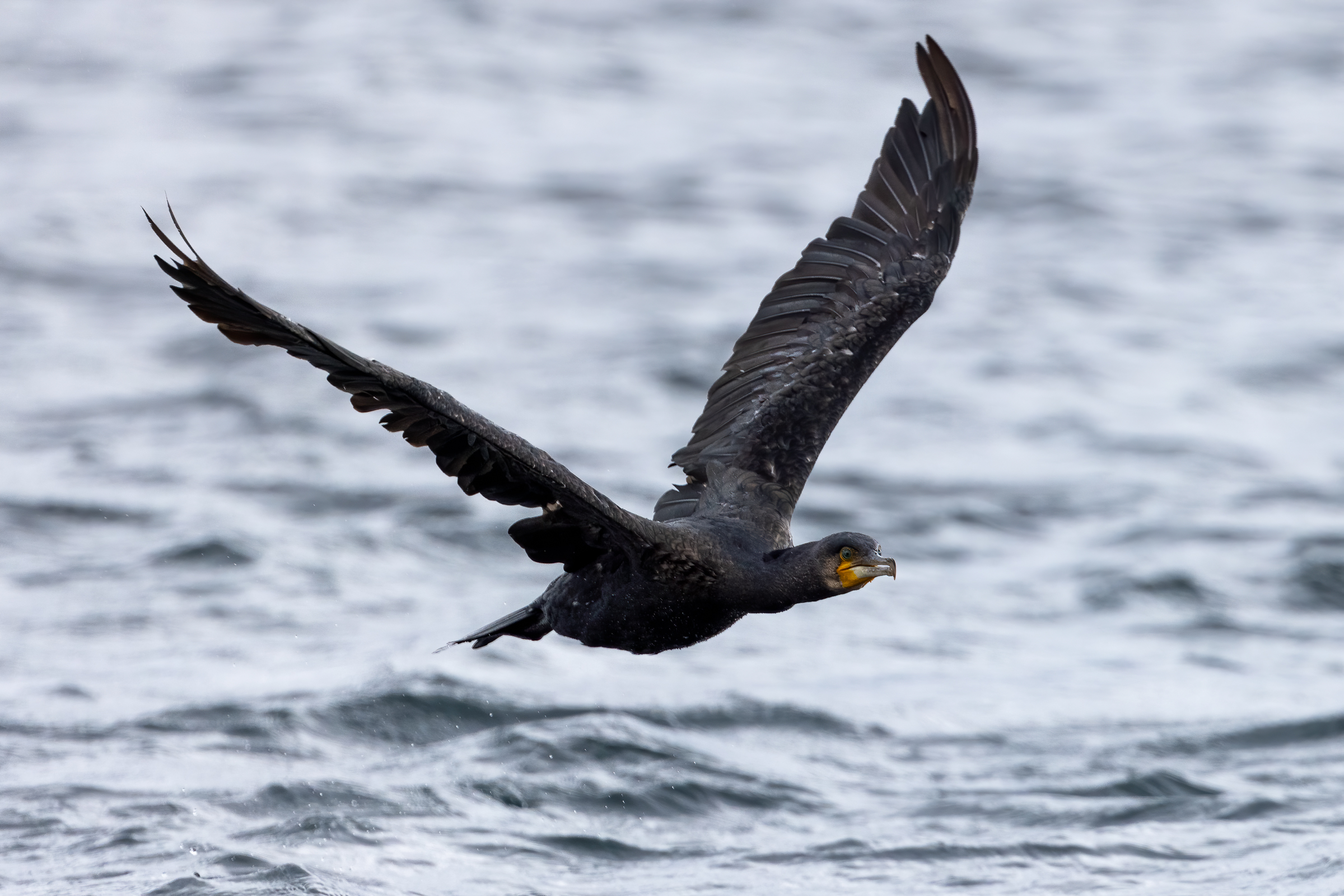 Flying Cormorant - Test R5