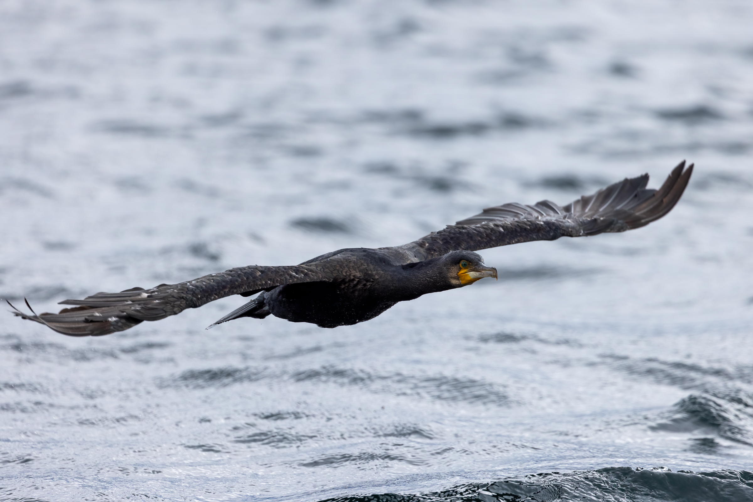 Flying Cormorant - Test R5