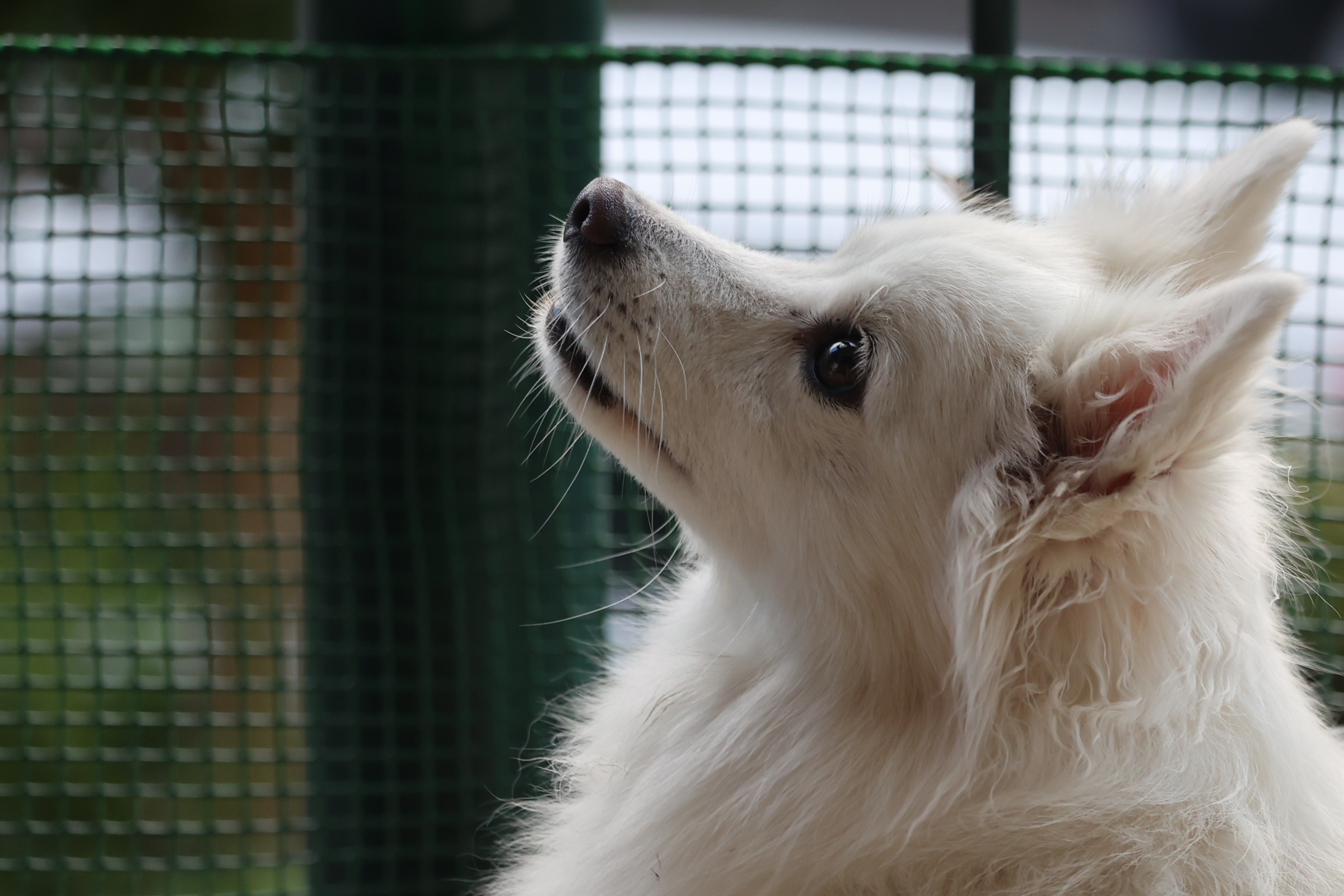 my AKIRA. canon R6