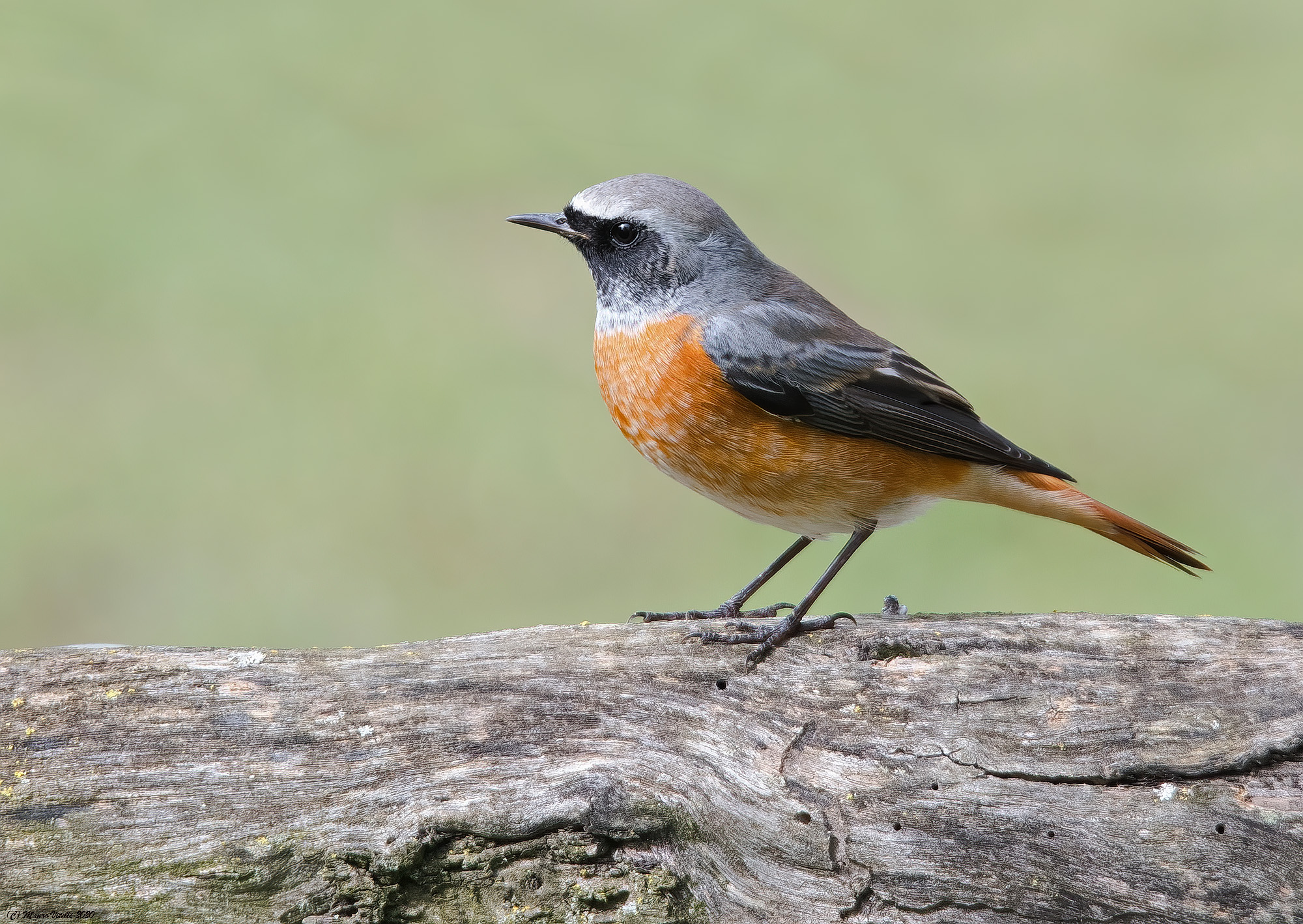 Common Codirosso (Phoenicurus phoenicurus)
