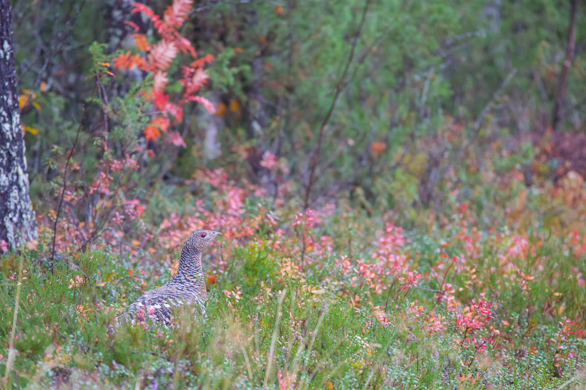 Femmina di Gallo Cedrone