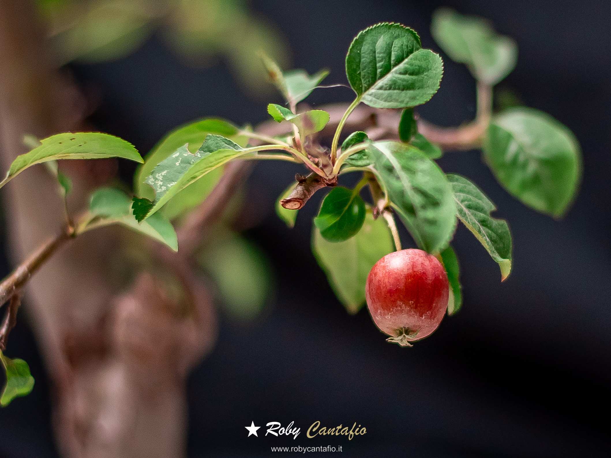 You can count how many seeds there are in an apple