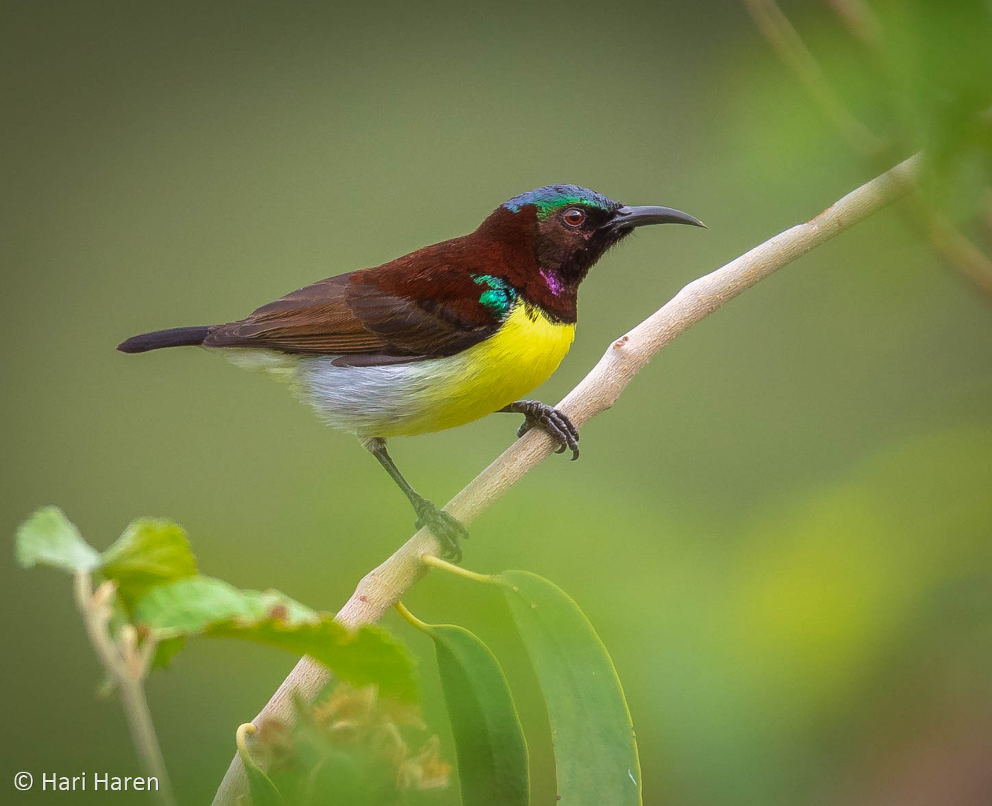 Viola runti sunbird maschio