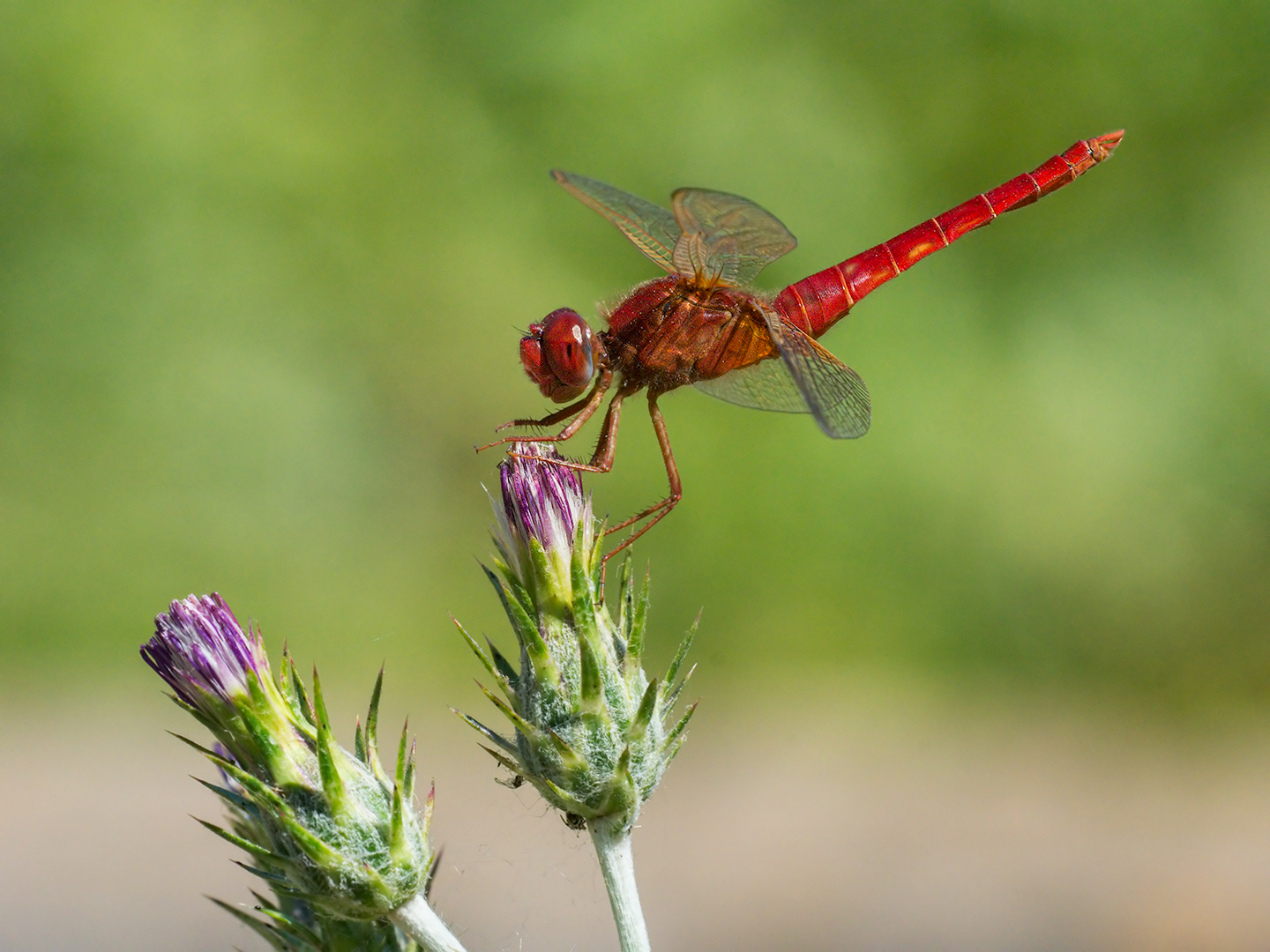 Dragonfly Crocothemis erythraea (male)