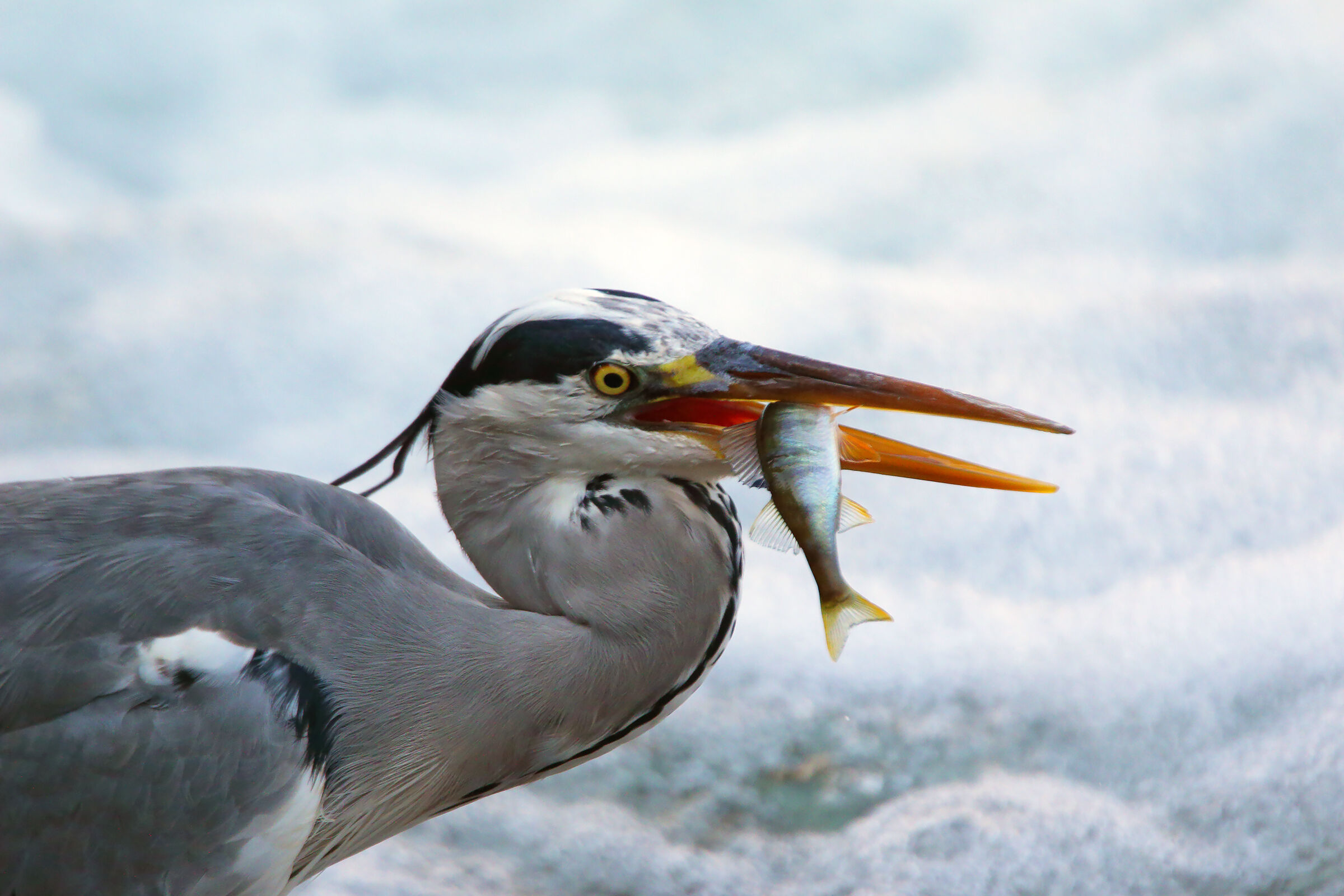 colazione o pranzo....