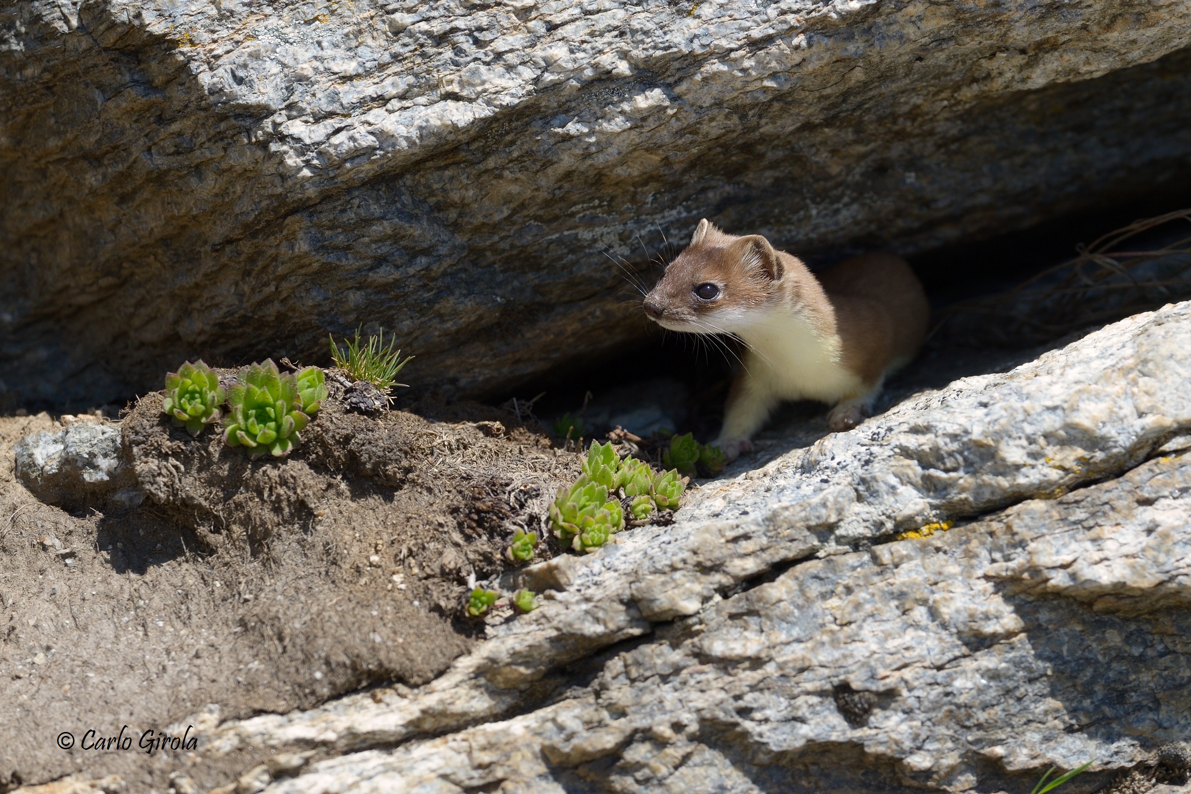 Ermine (Mustela hermene)