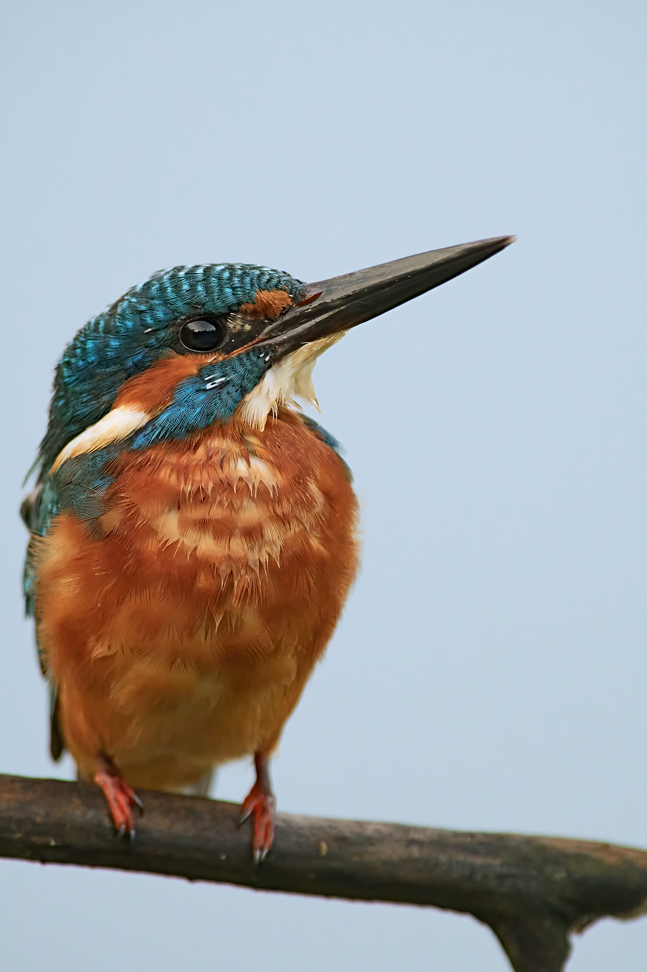 Kingfisher