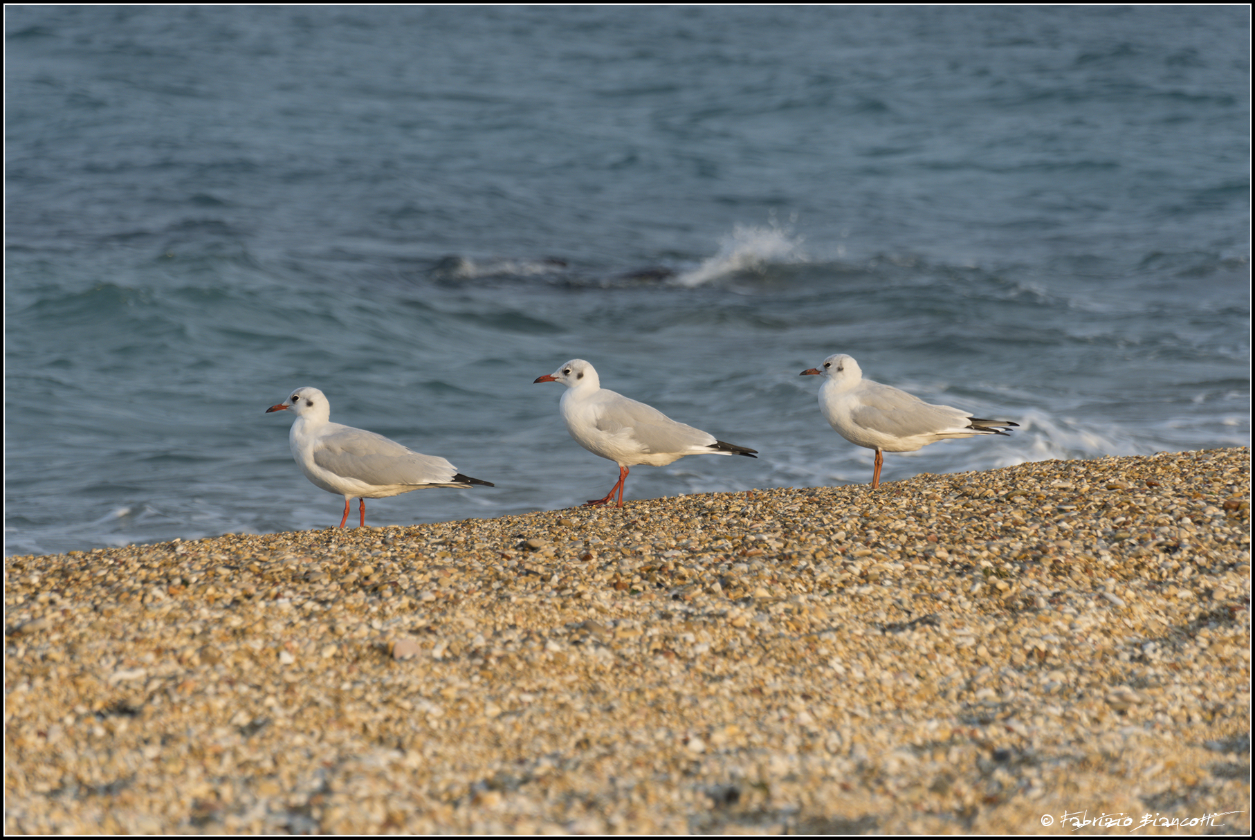 The Three Musketeers