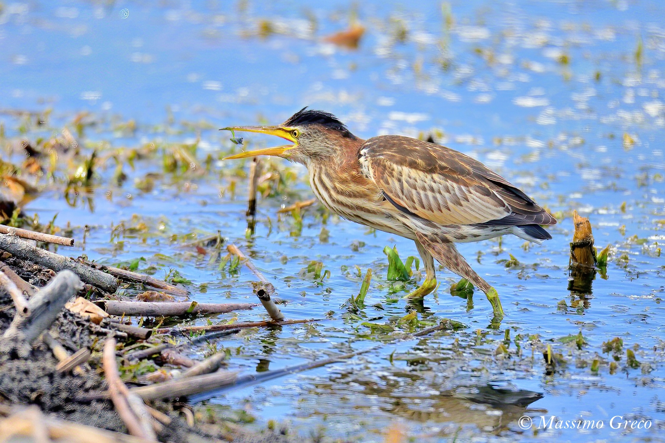 Tarabusino (Ixobrychus minutus)