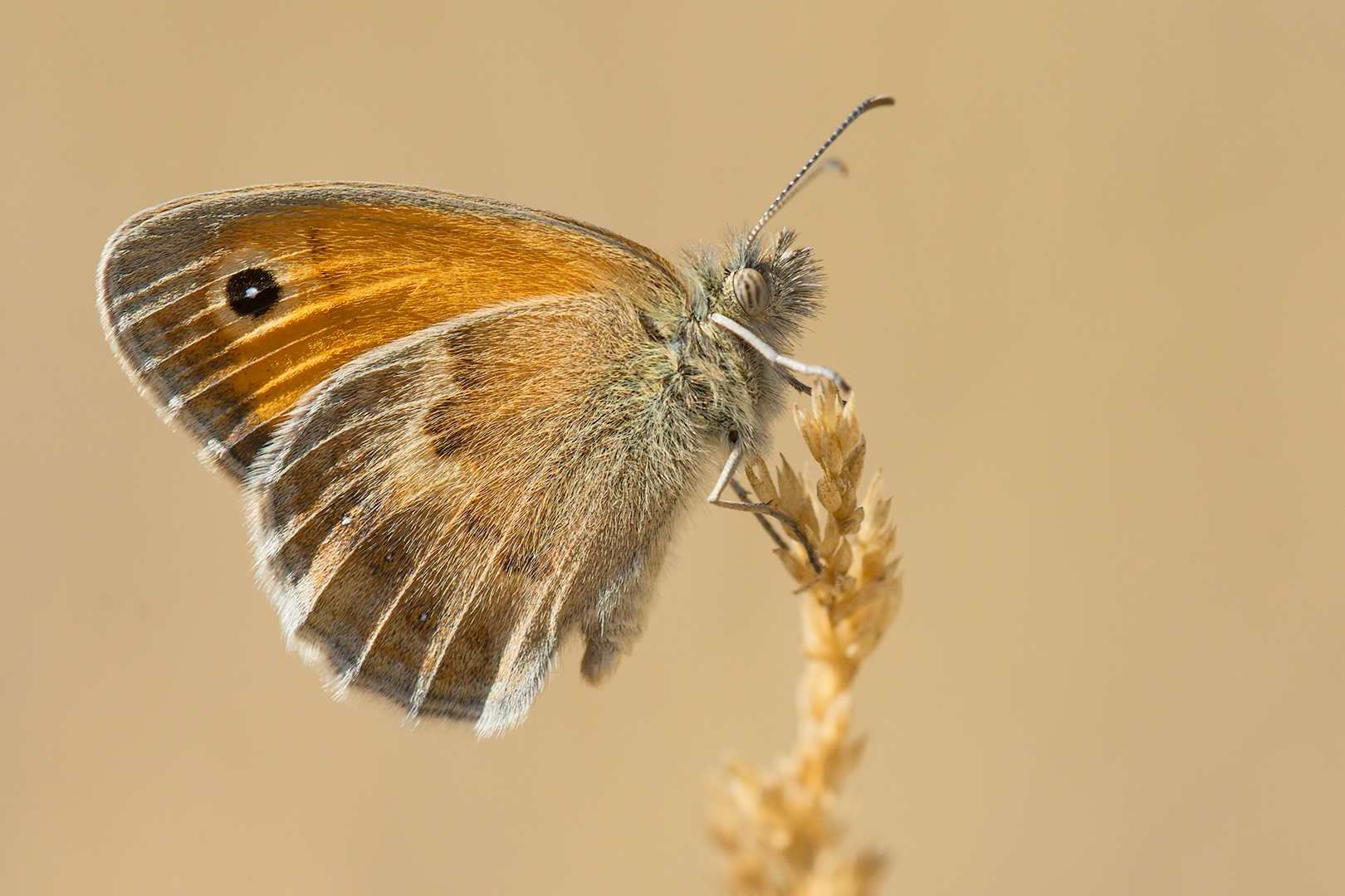 Butterfly (to be identified)