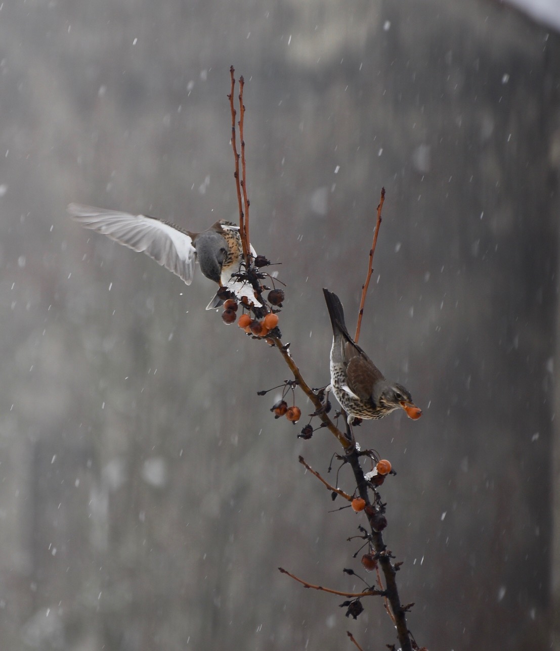 Cesene su Azzeruolo sotto la neve