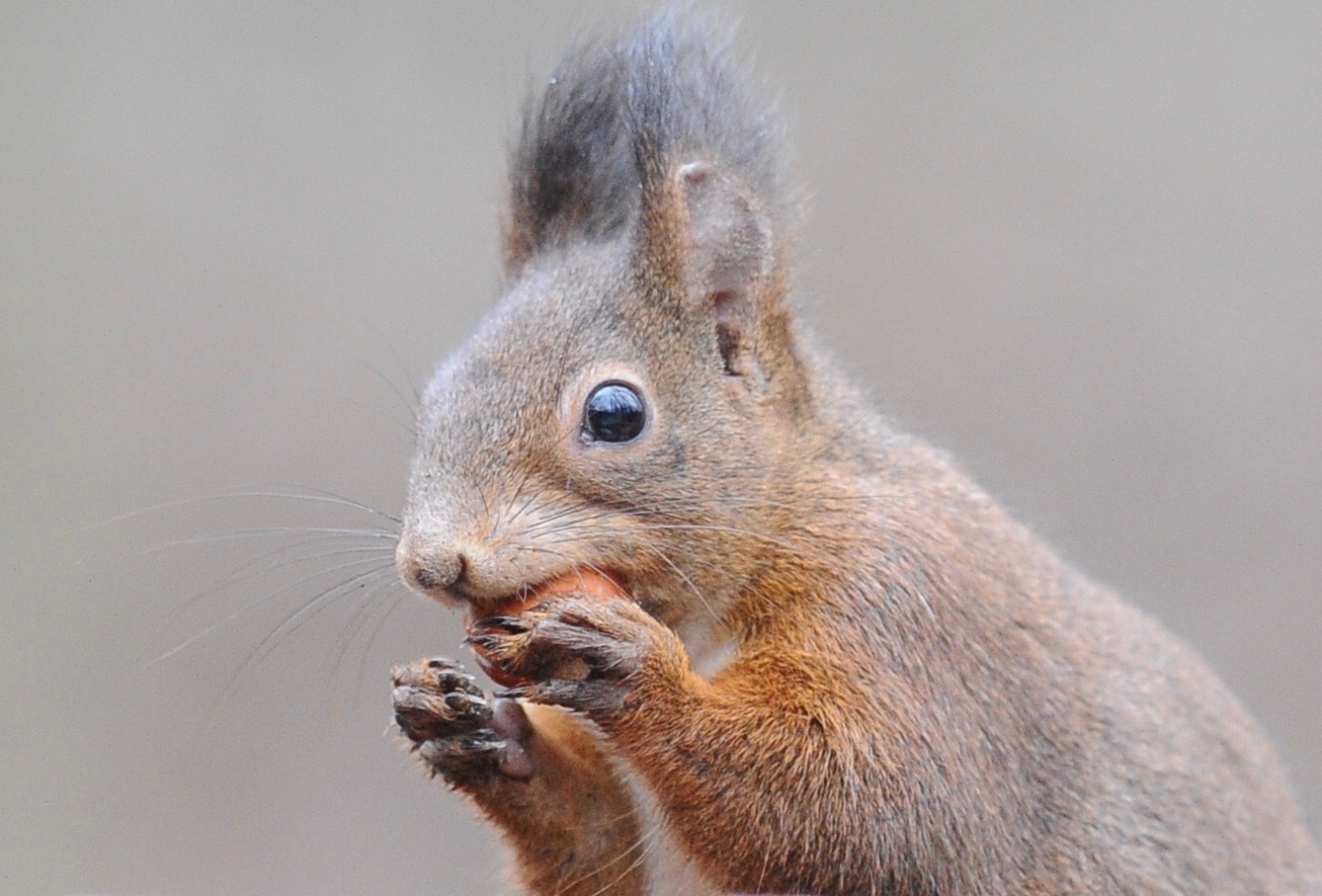 Scoiattolo con nocciola
