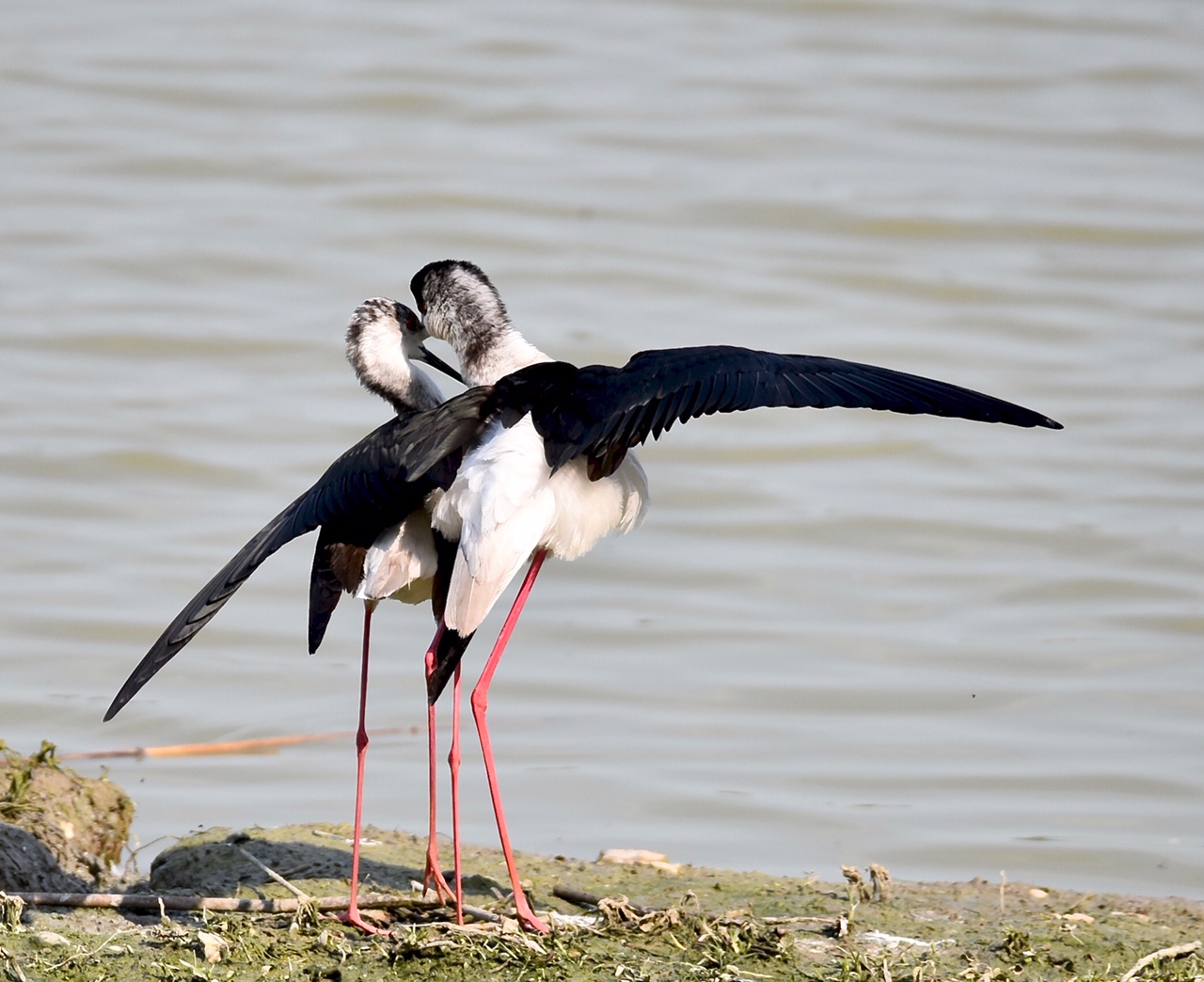 Cavaliere d'Italia - Galanterie