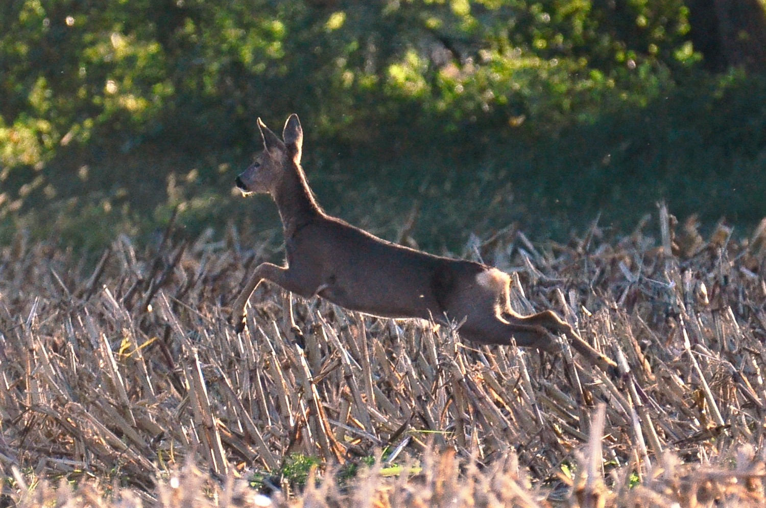 Capriolo nel Parco del Ticino