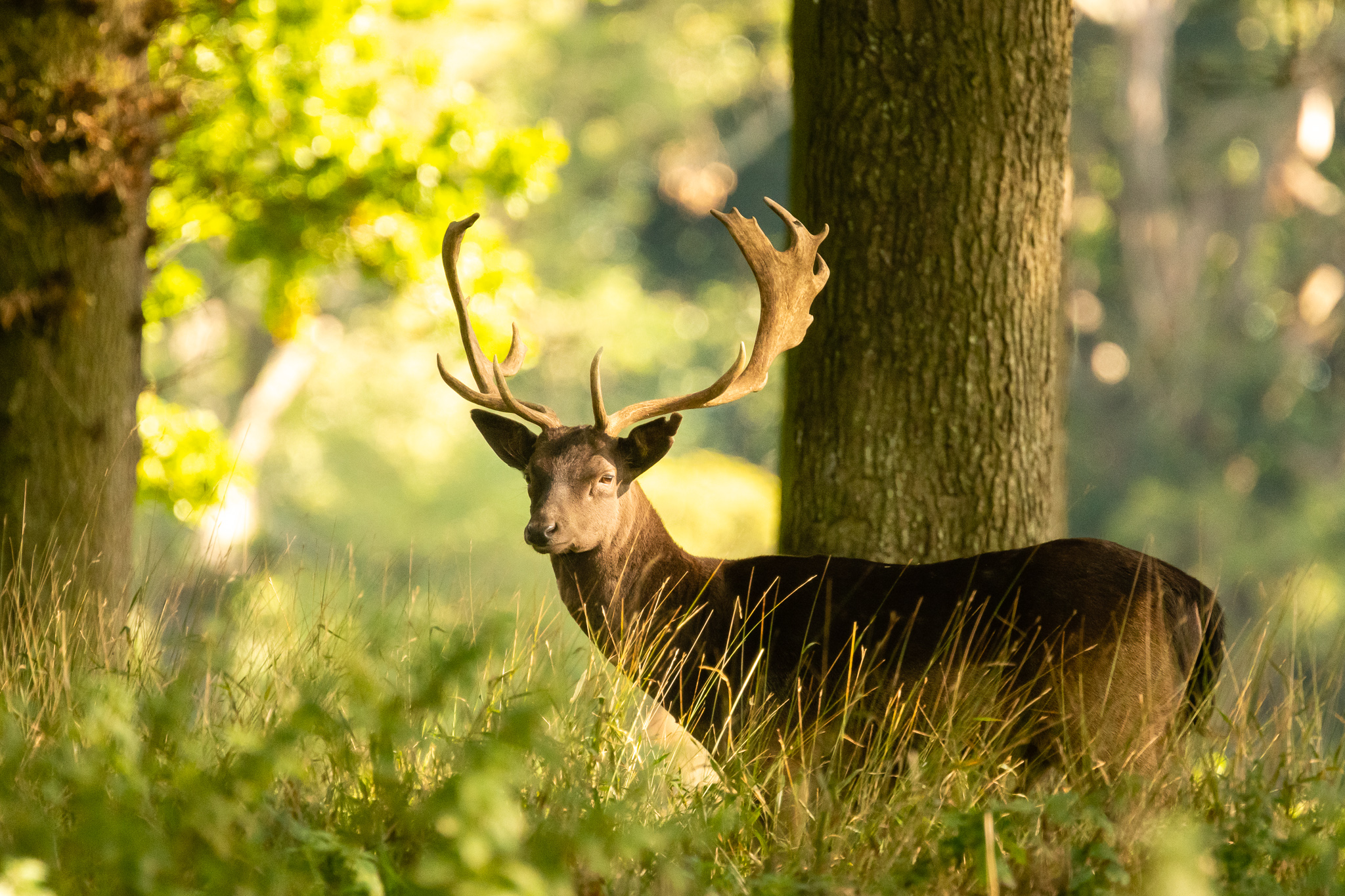 Fallow deer (Dama dama)