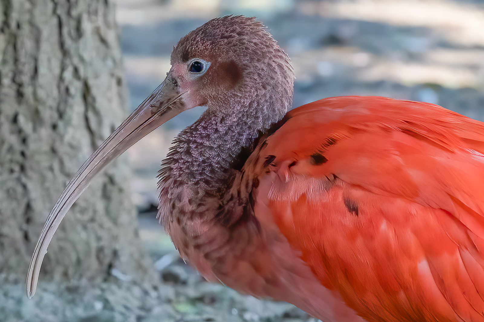 Red Ibis