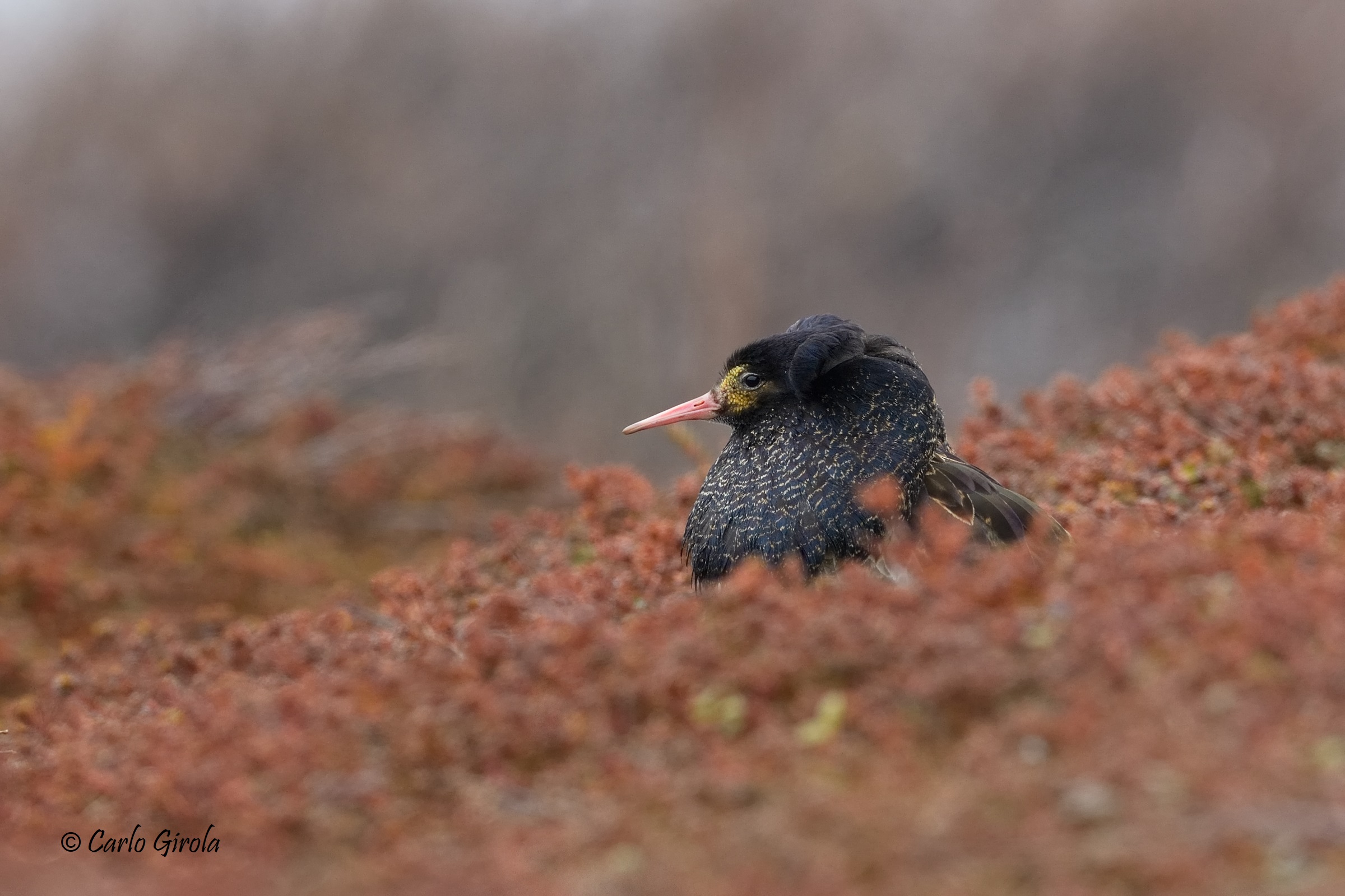 Combattente (Philomachus pugnax)