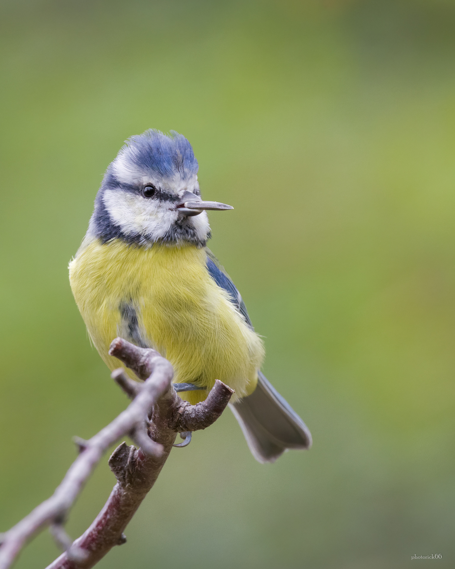 Giovane Cinciarella golosa