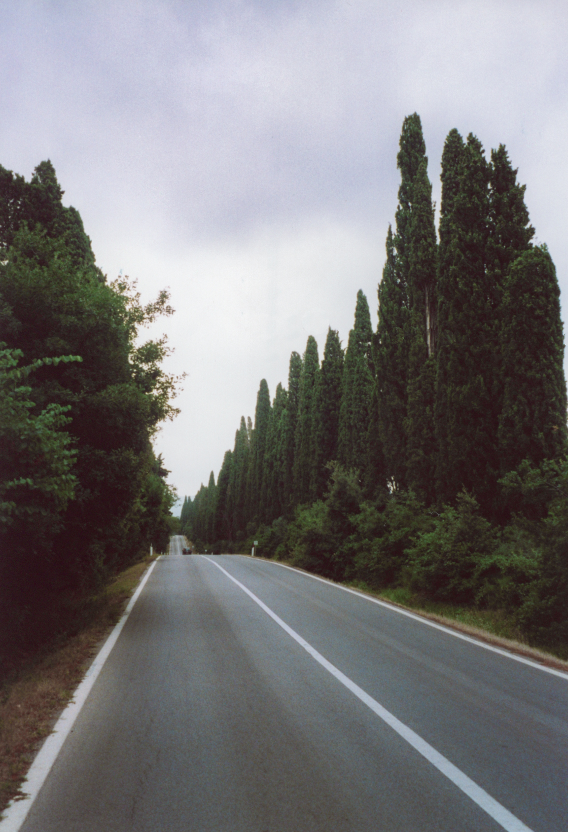 The Cypresses that in Bolgari