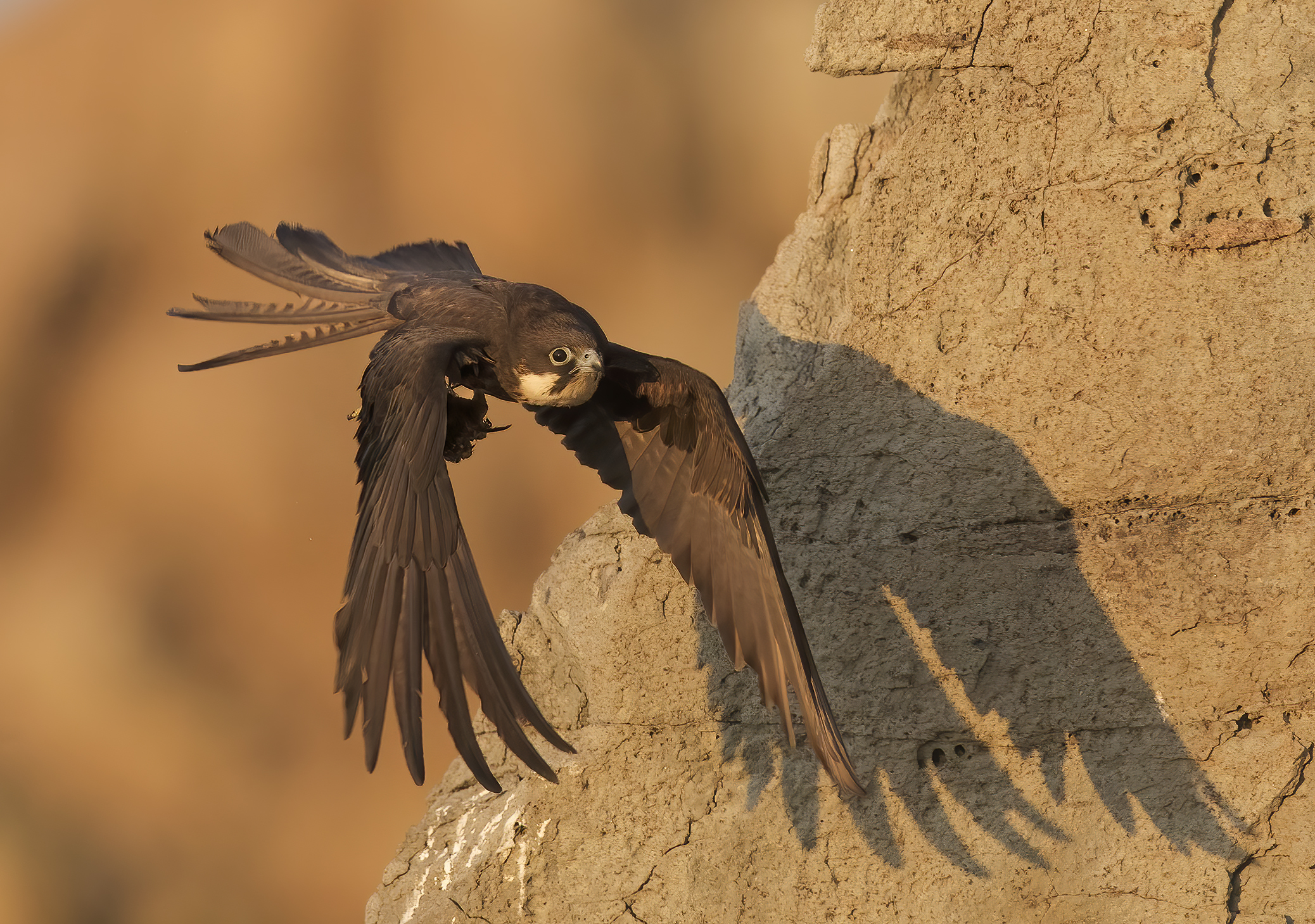 Queen's falcon (eleonorae falcon)
