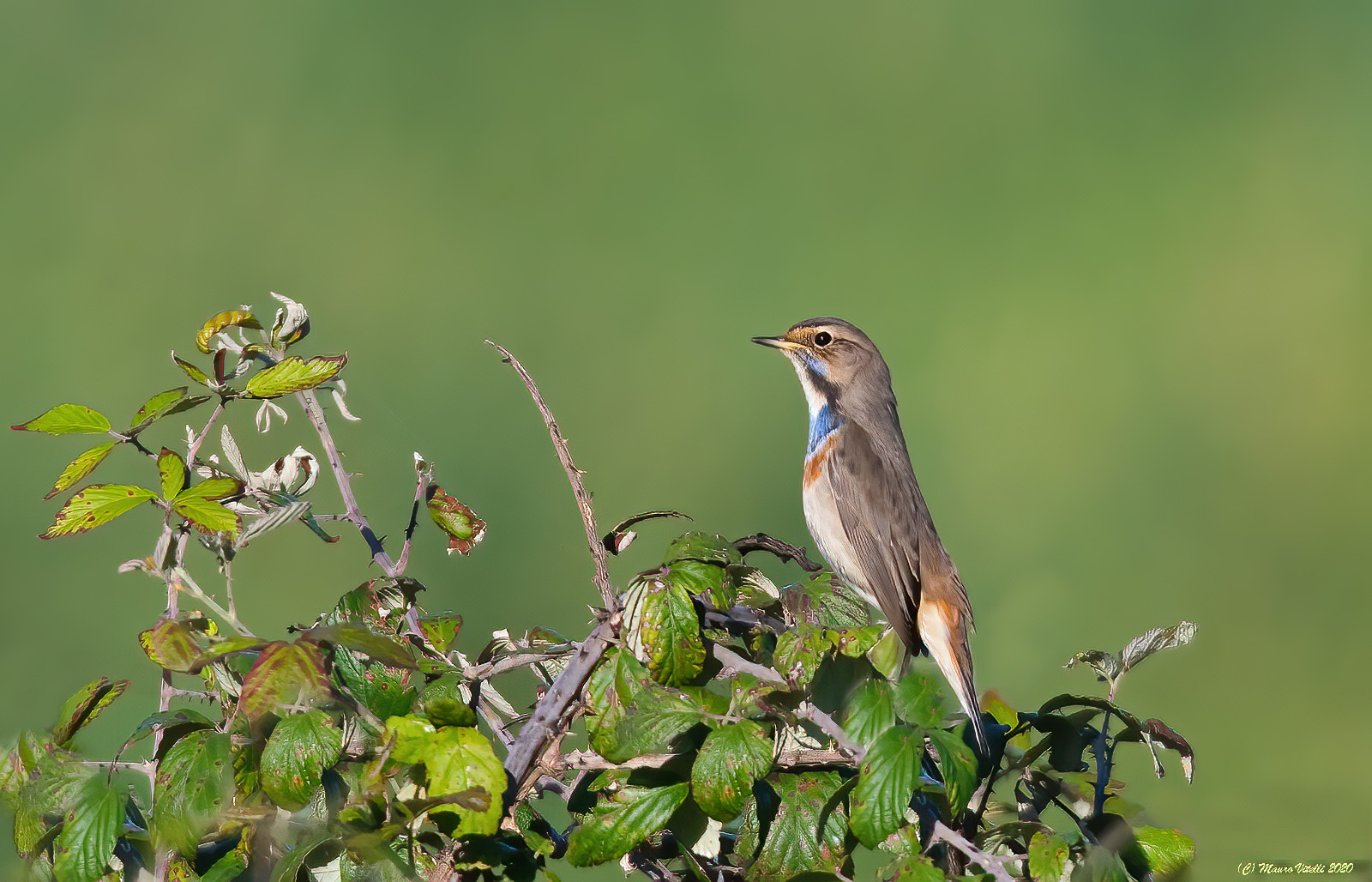 Pettazzurro (Luscinia Svecica)