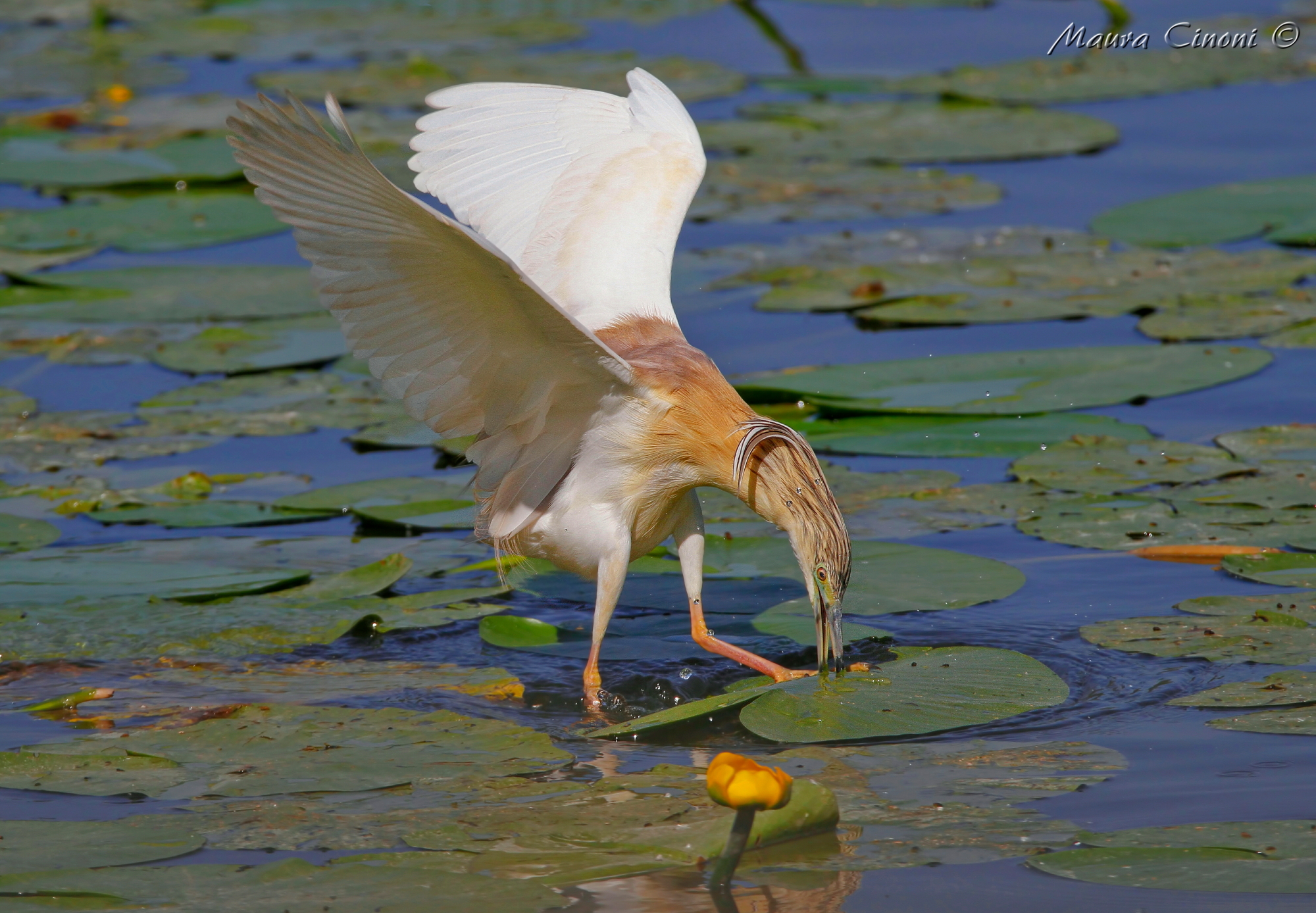 Sgarza Ciuffetto in caccia