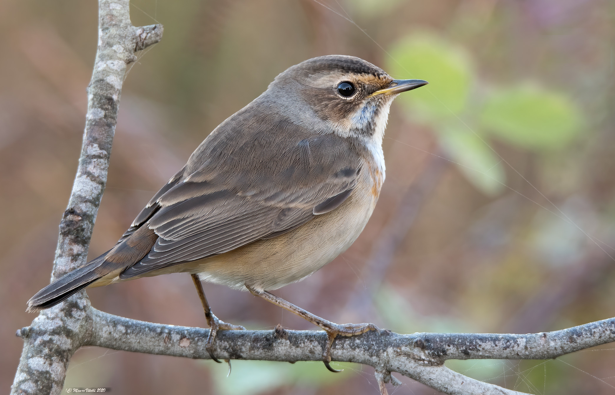 Pettazzurro (Luscinia Svecica)