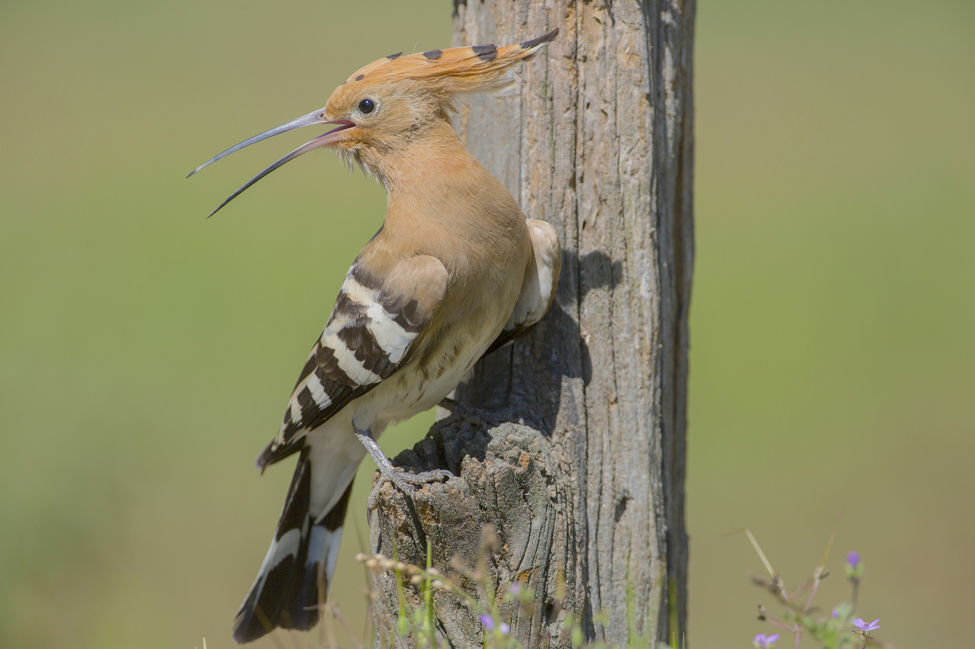 l'upupa e il vecchio legno