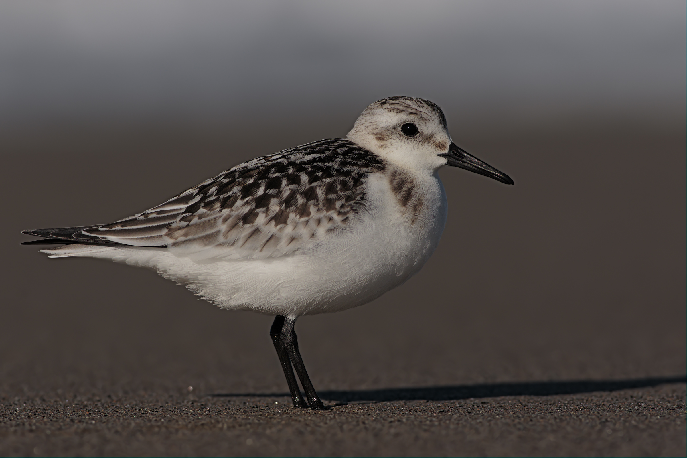 Piovanello Tridattilo