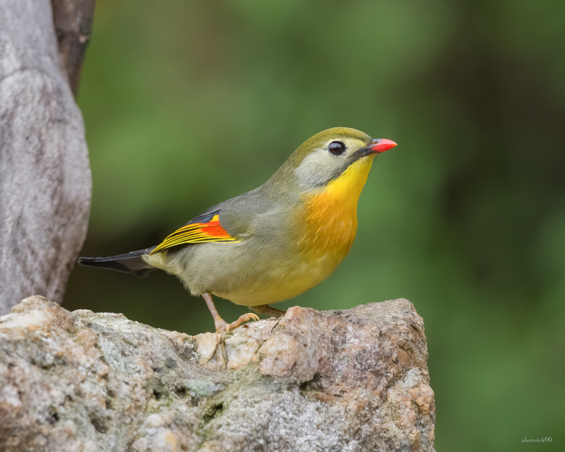 usignolo del Giappone