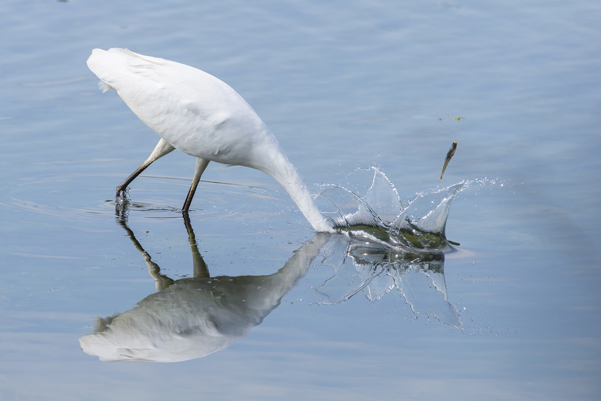 White Heron: Missed Shot
