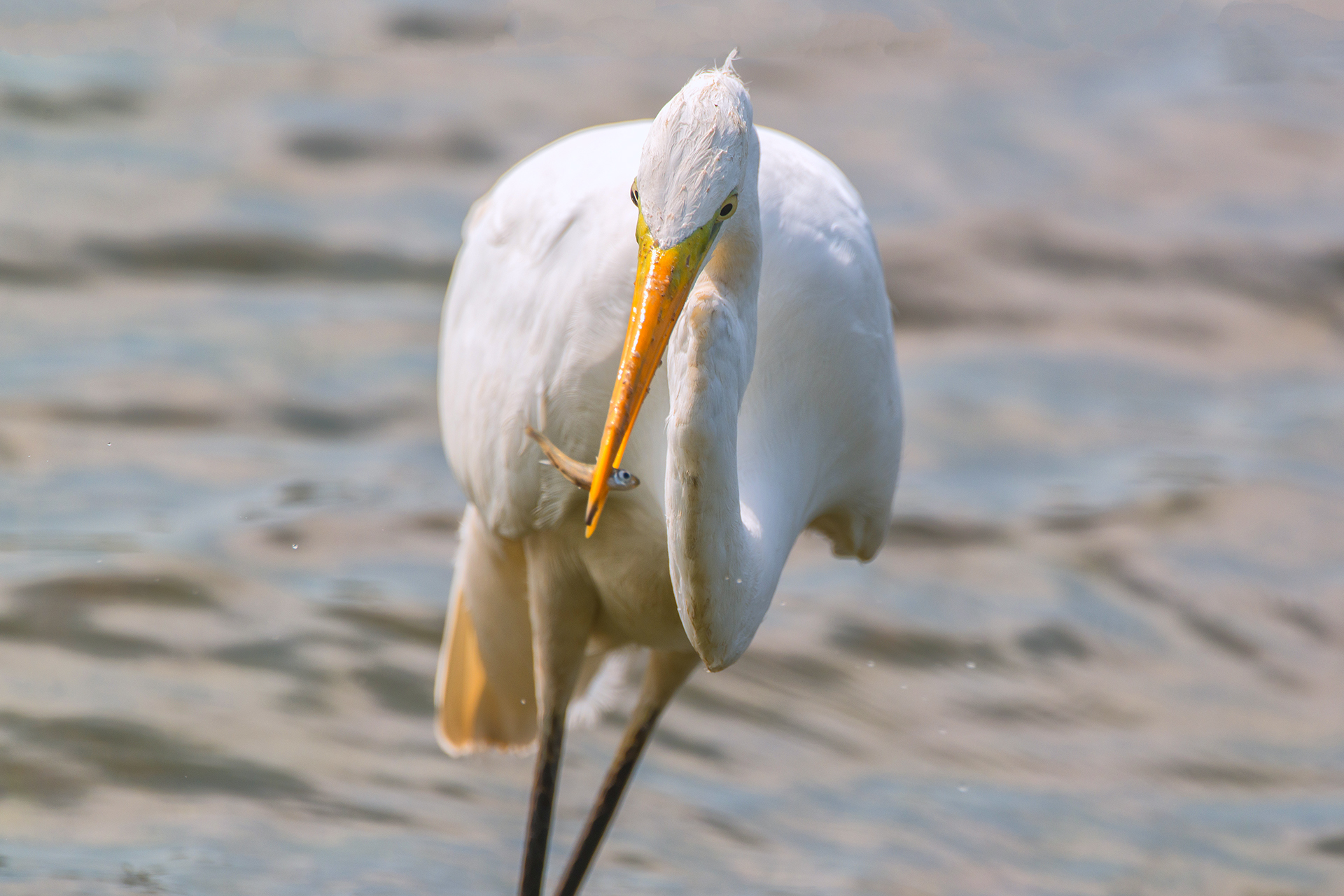 White Heron: A Small Meal