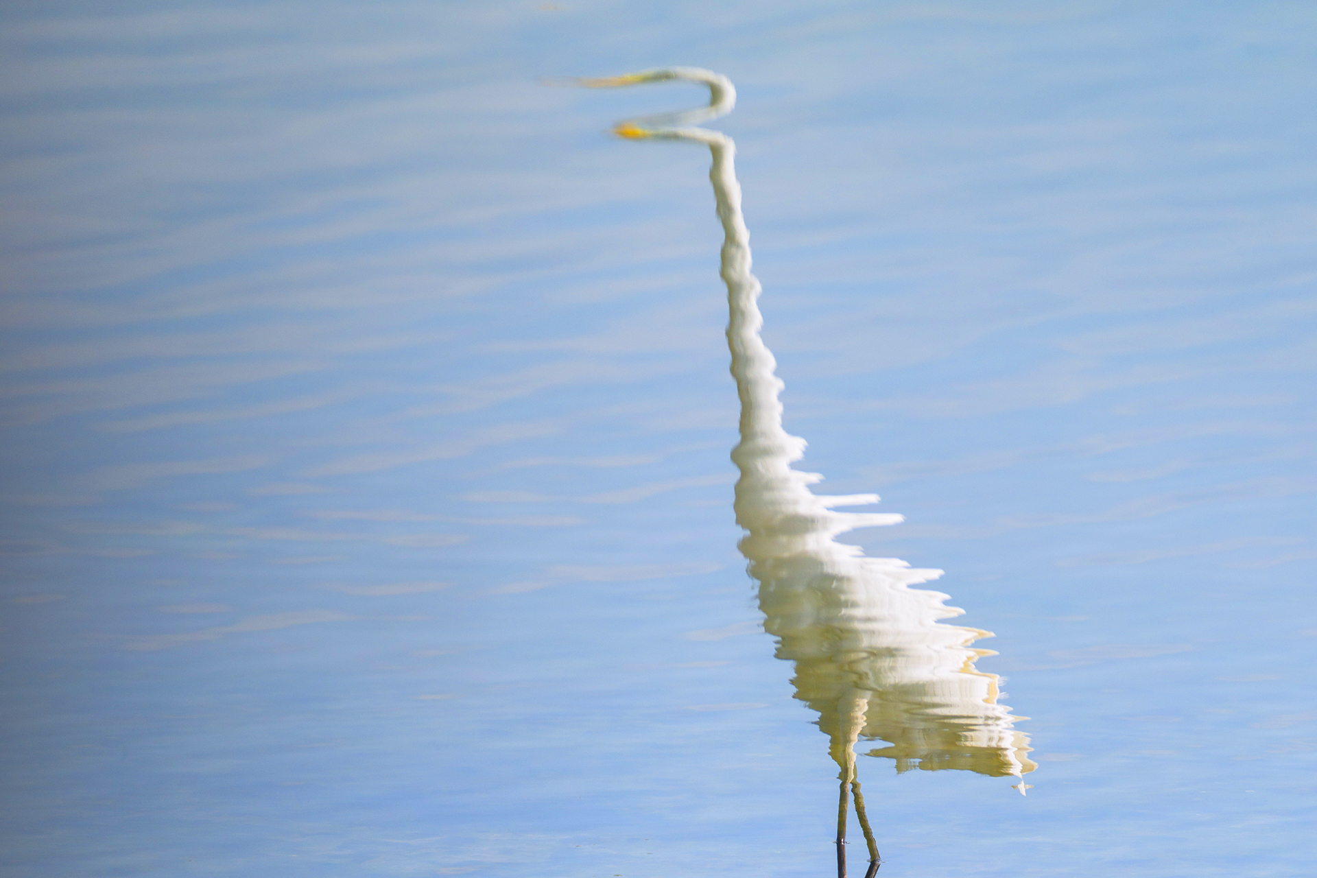 White Heron: Reflections